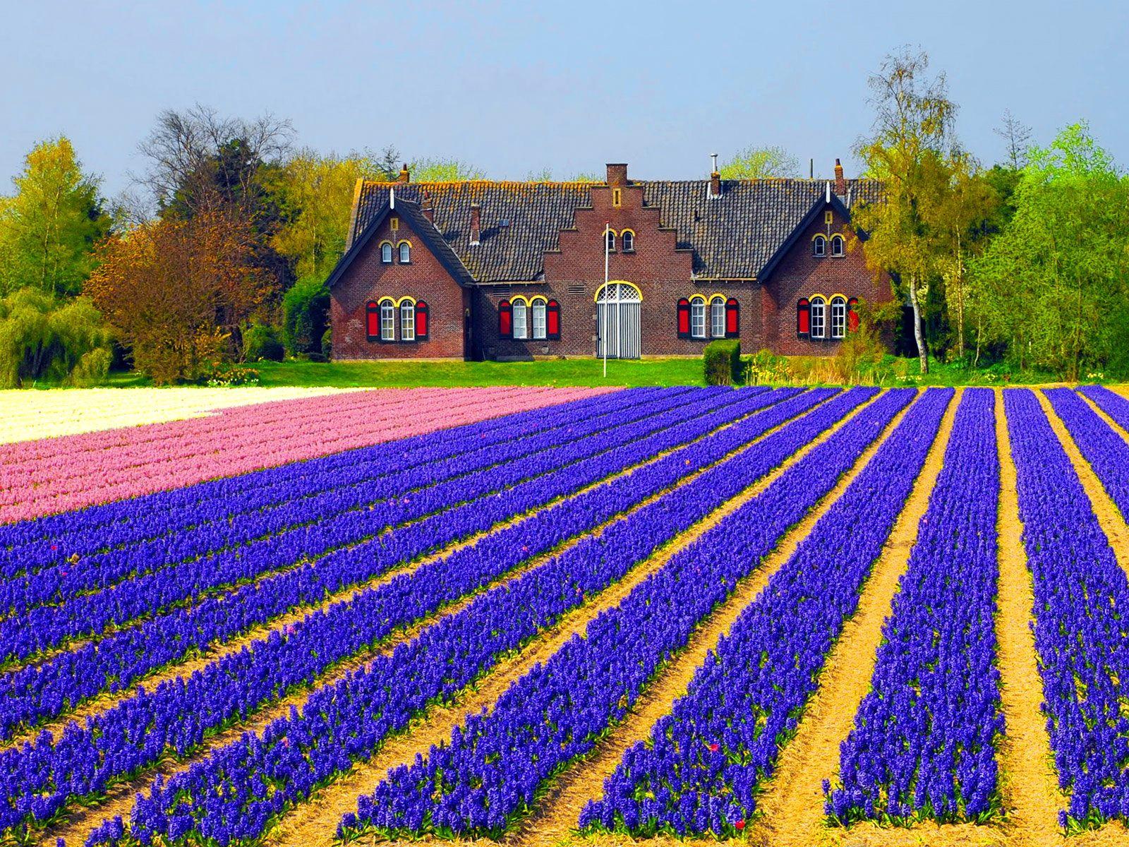 1600x1200 Holland Wallpaper 1600x GP43I
