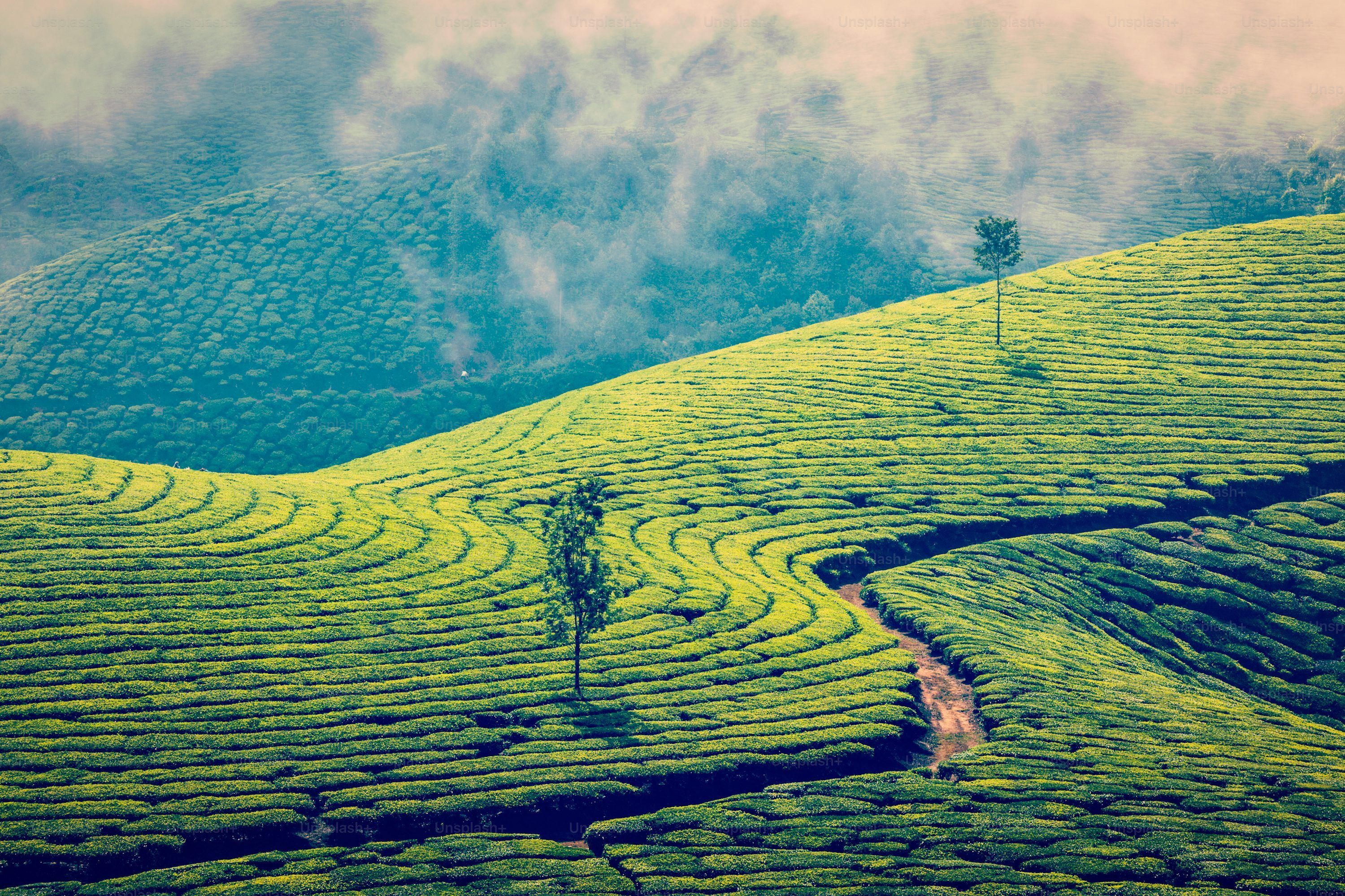 3000x2000 Western Ghats Picture
