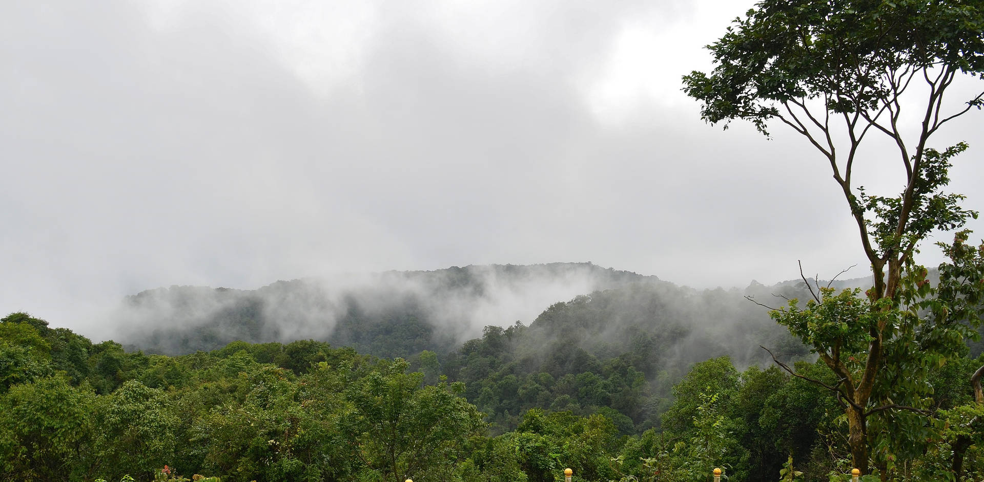 1920x942 Download North Western Ghats Rainforest