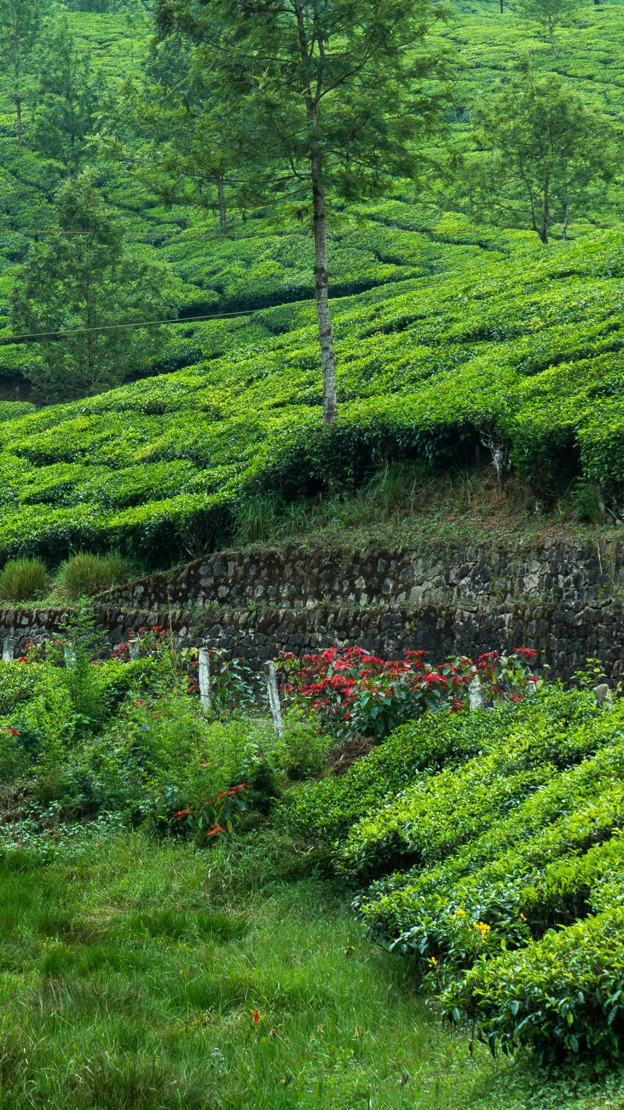 1242x2208 Tea Estate Wallpaper 4K, Hill Station