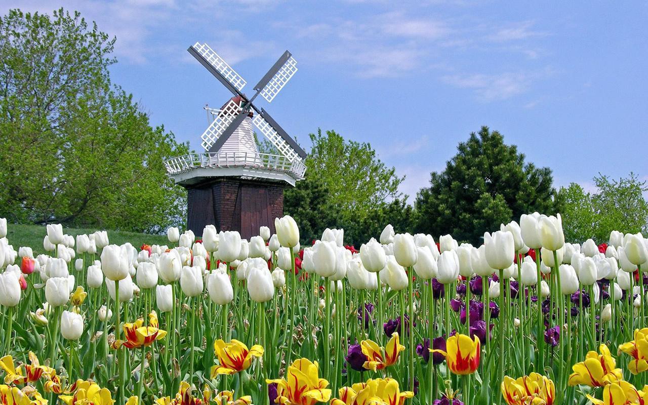 1280x800 Best Holland Wallpaper for Android