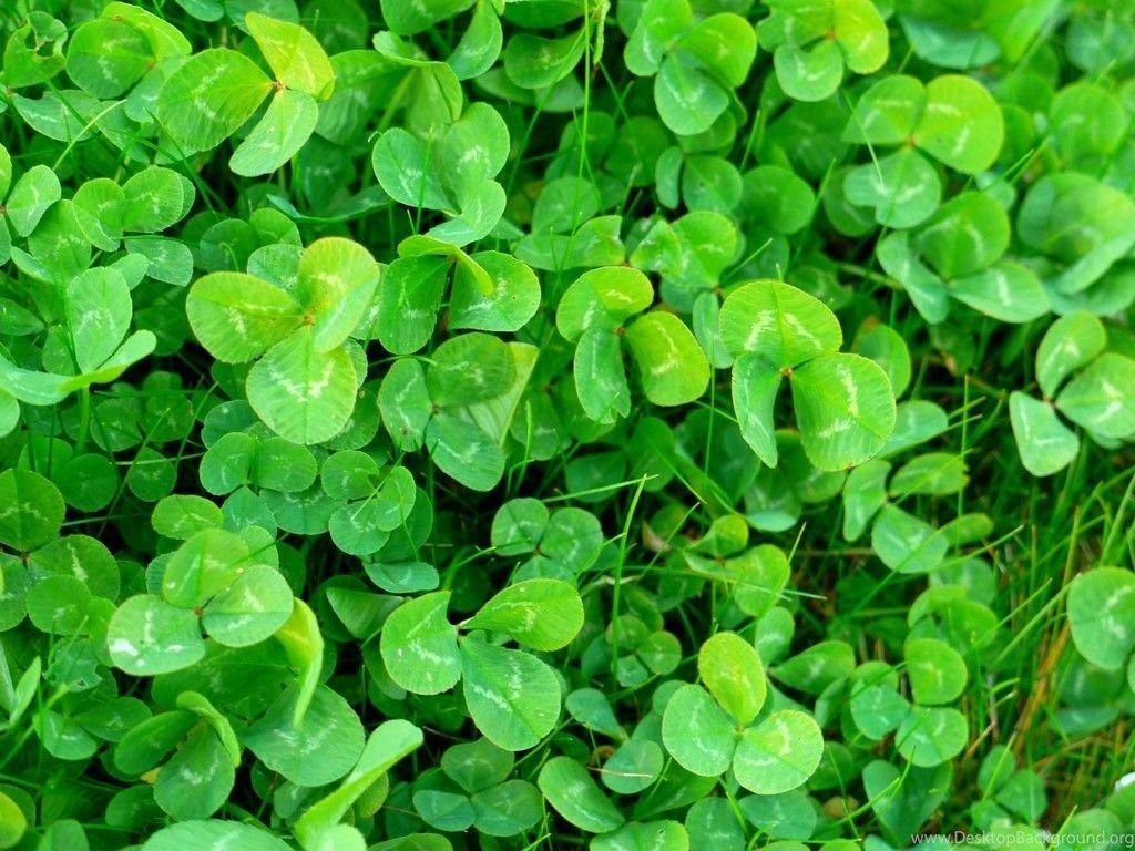 Shamrock Wallpapers - Top Free Shamrock Backgrounds - WallpaperAccess