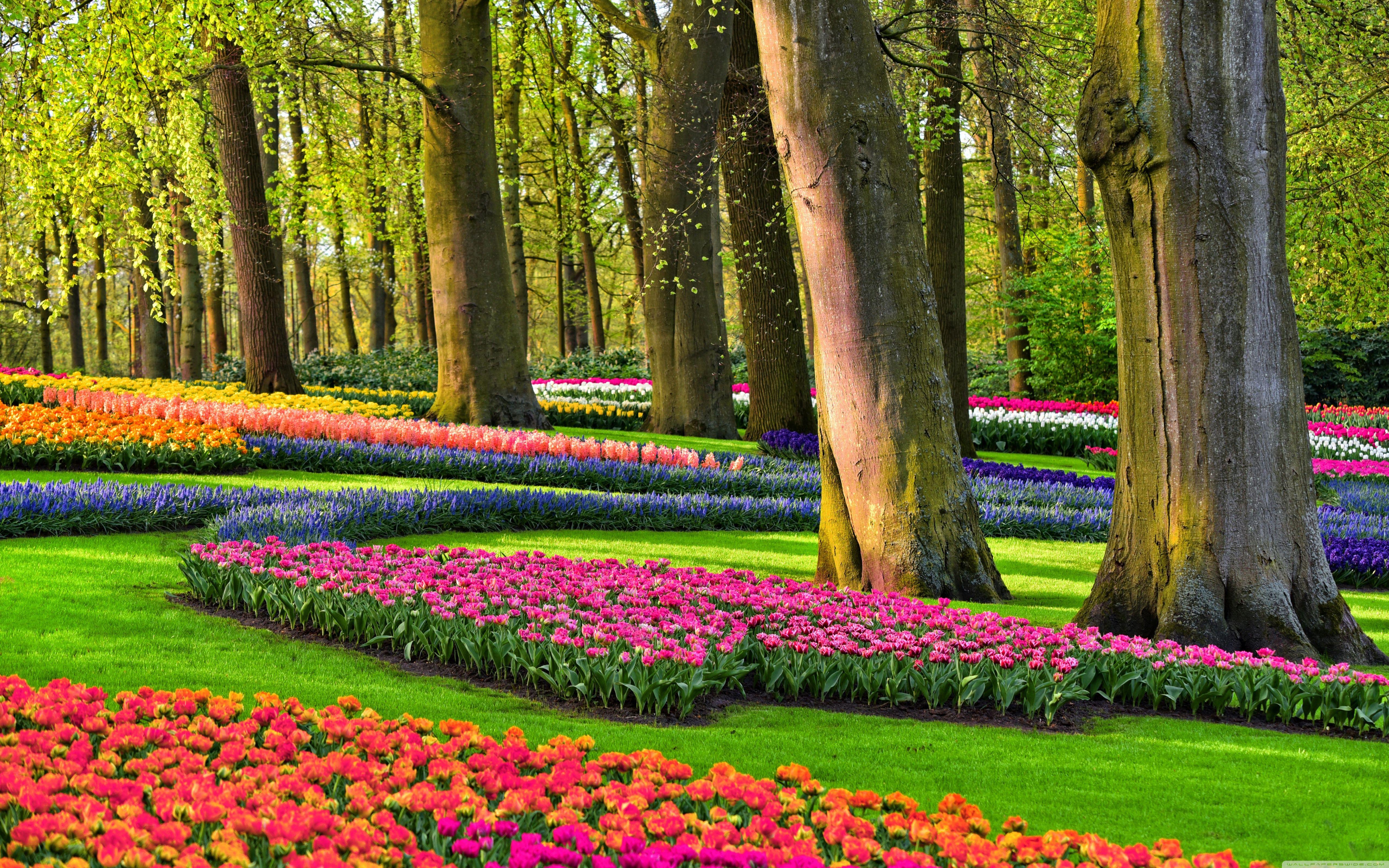 5120x3200 Colorful Spring Gardens, Holland, Netherlands ❤ 4K HD