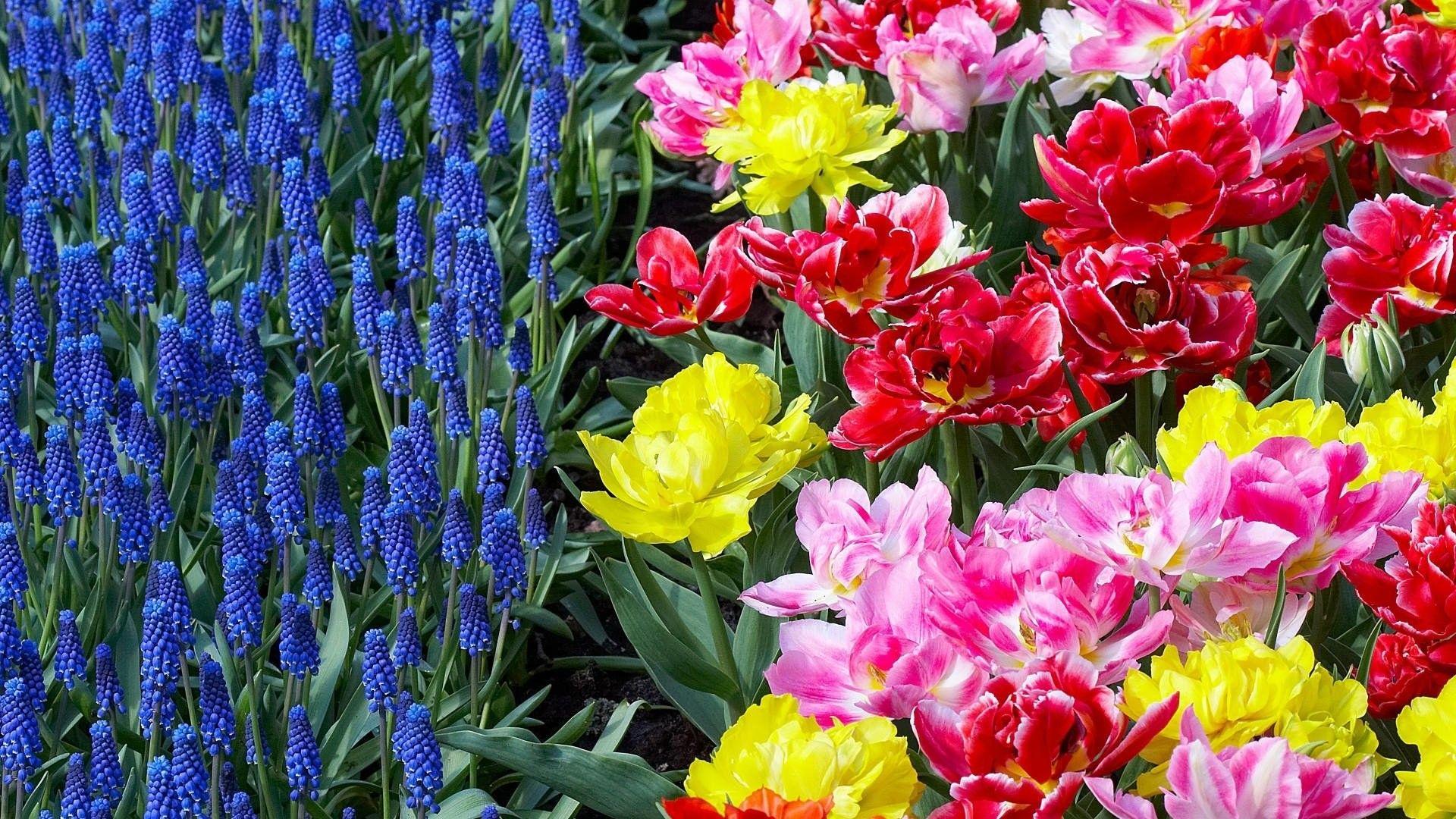 1920x1080 Flowers, 1080p, Mobile Wallpaper, Picture, Garden, Tulips