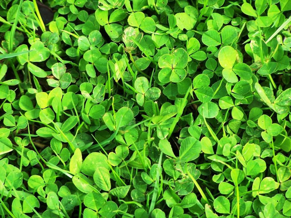 1024x768 Clover & shamrock wallpaper 1024x768 desktop background