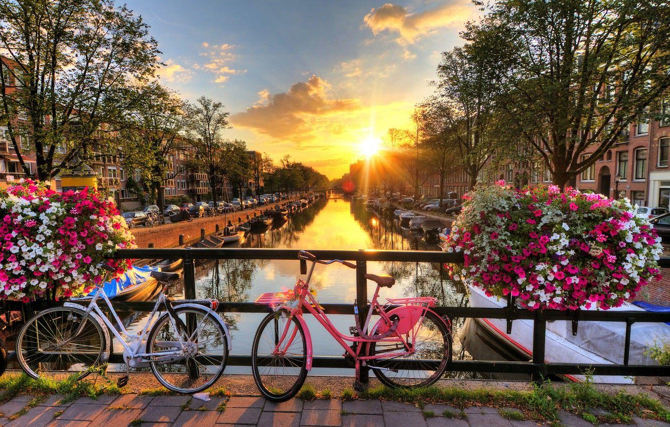 1332x850 Wallpaper rays, sunset, flowers, machine, bridge, the city