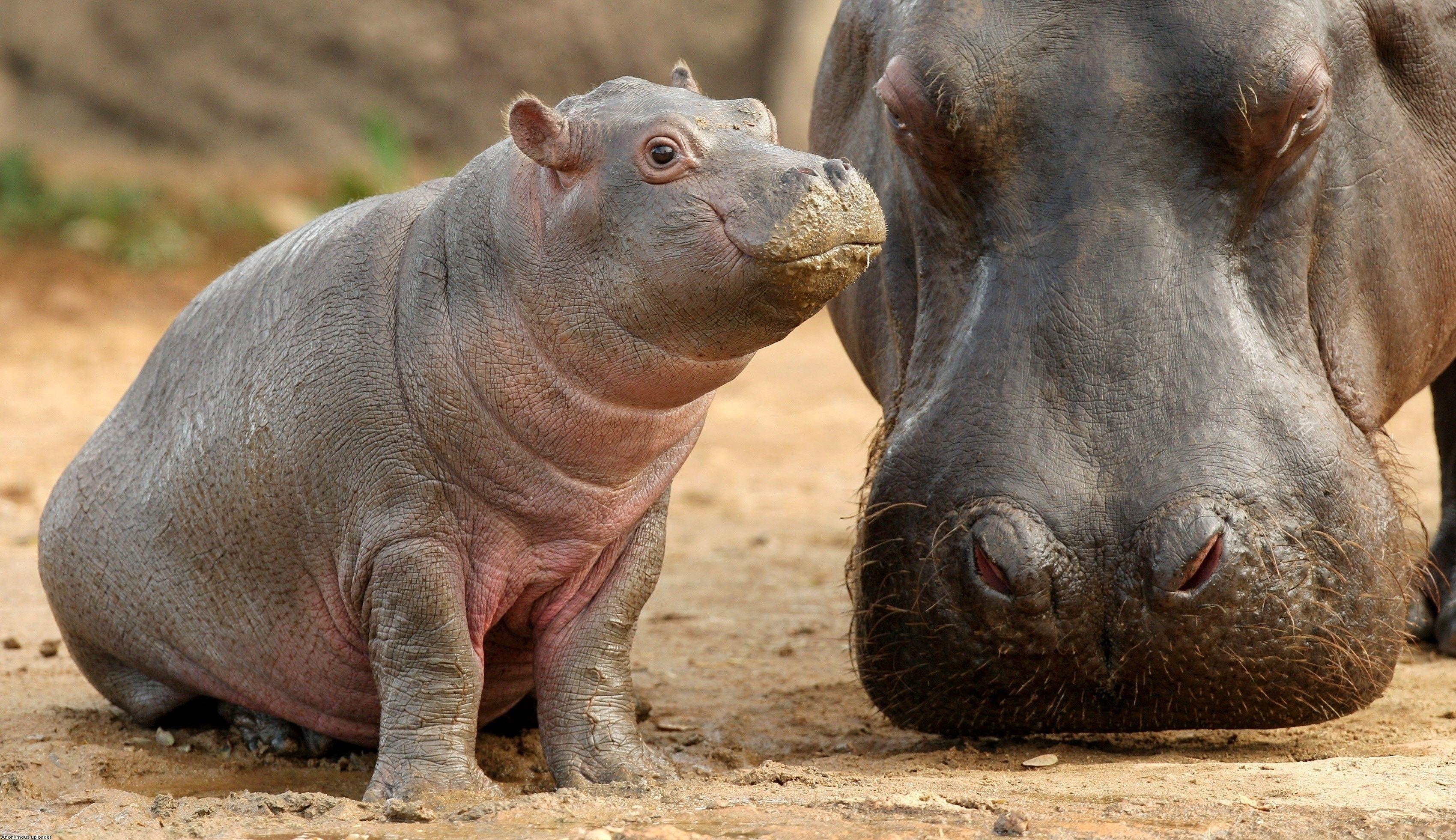 Cute Hippo Wallpapers Top Free Cute Hippo Backgrounds WallpaperAccess Cute Hippo Wallpapers Top Free Cute Hippo Backgrounds WallpaperAccess