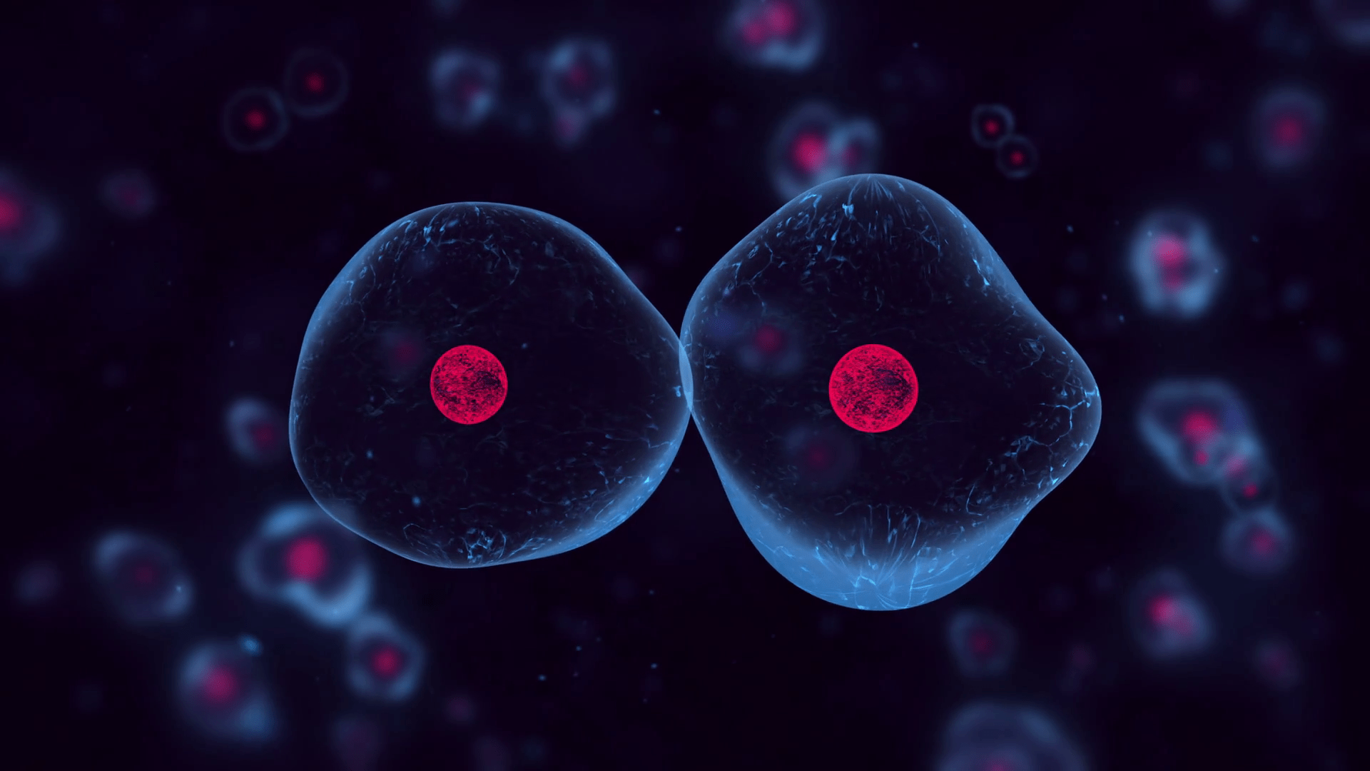 1920x1080 Animal Cell Organelles And Functions