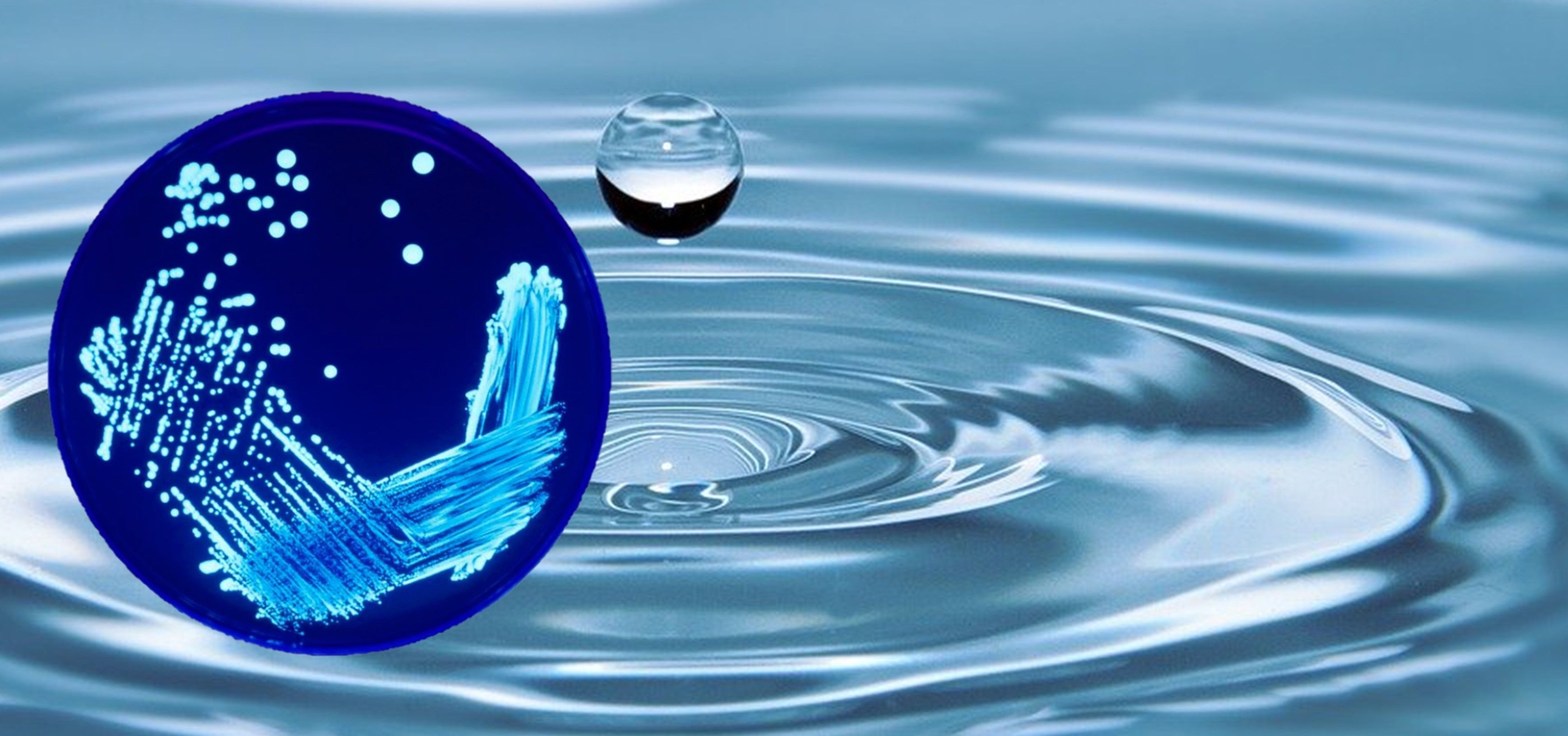 3473x1630 Prevent Legionella Bacteria