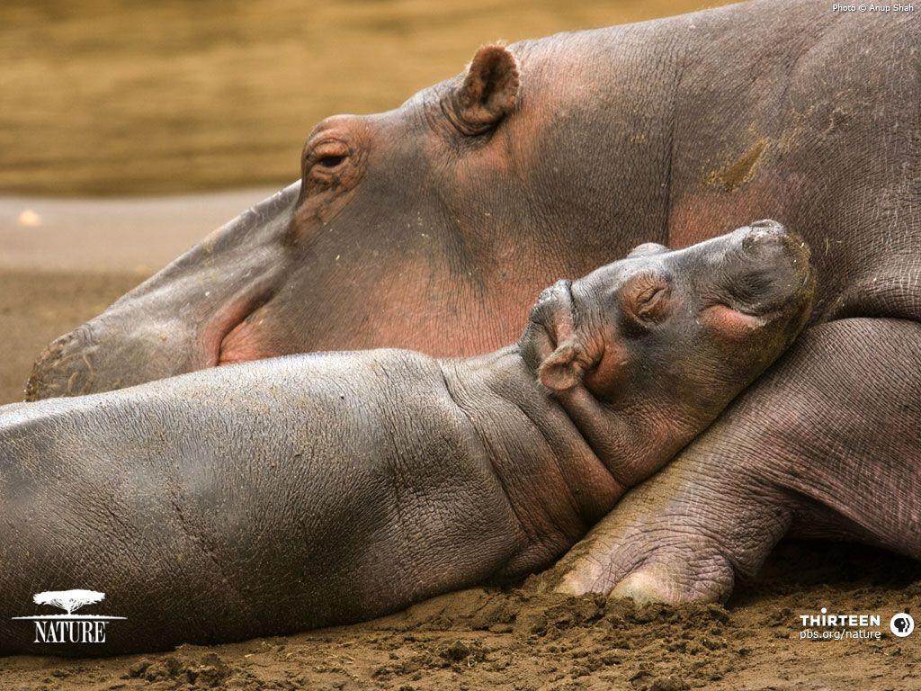 1024x768 Hippos Wallpaper: Hippo Wallpaper. Baby hippo, Cute hippo, Hippopotamus