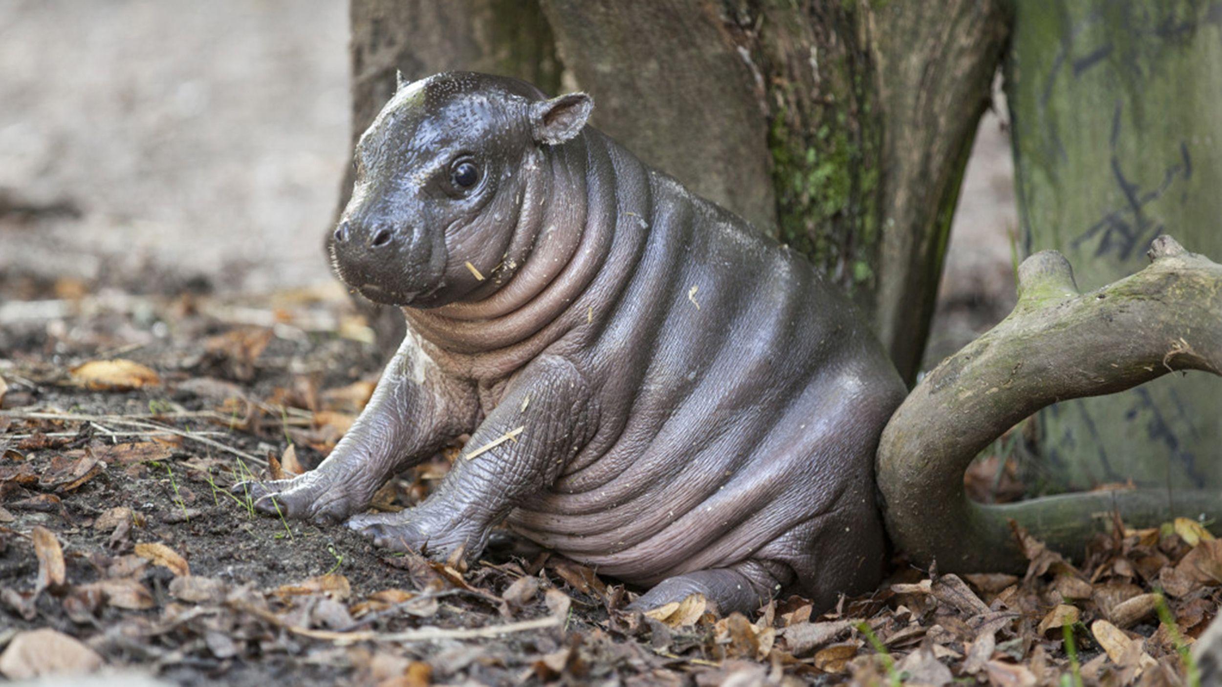 2500x1407 See why this adorable baby hippo has been nicknamed 'Michelin Man'