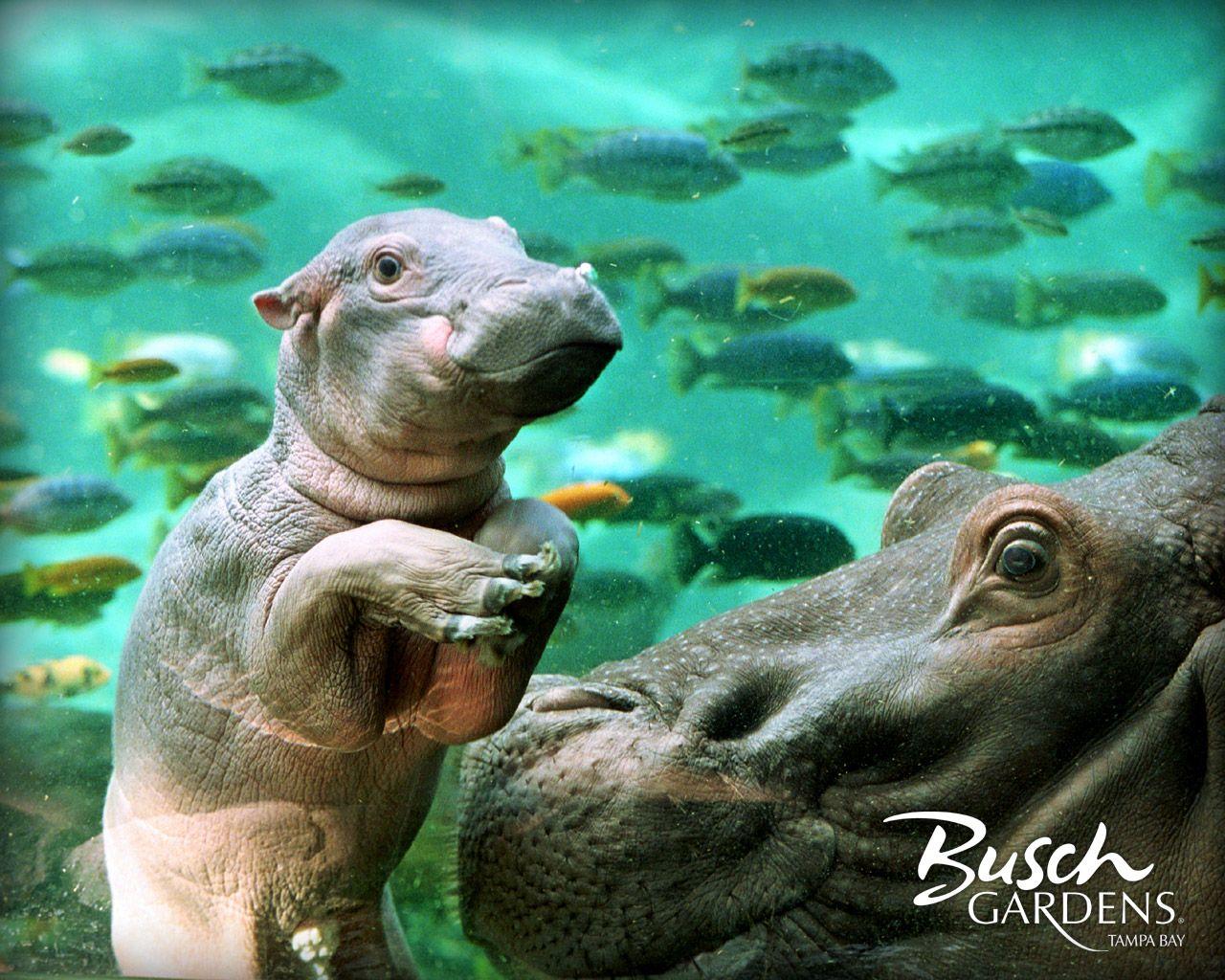 1280x1024 Hippos image Hippo Wallpaper HD wallpaper and background photo