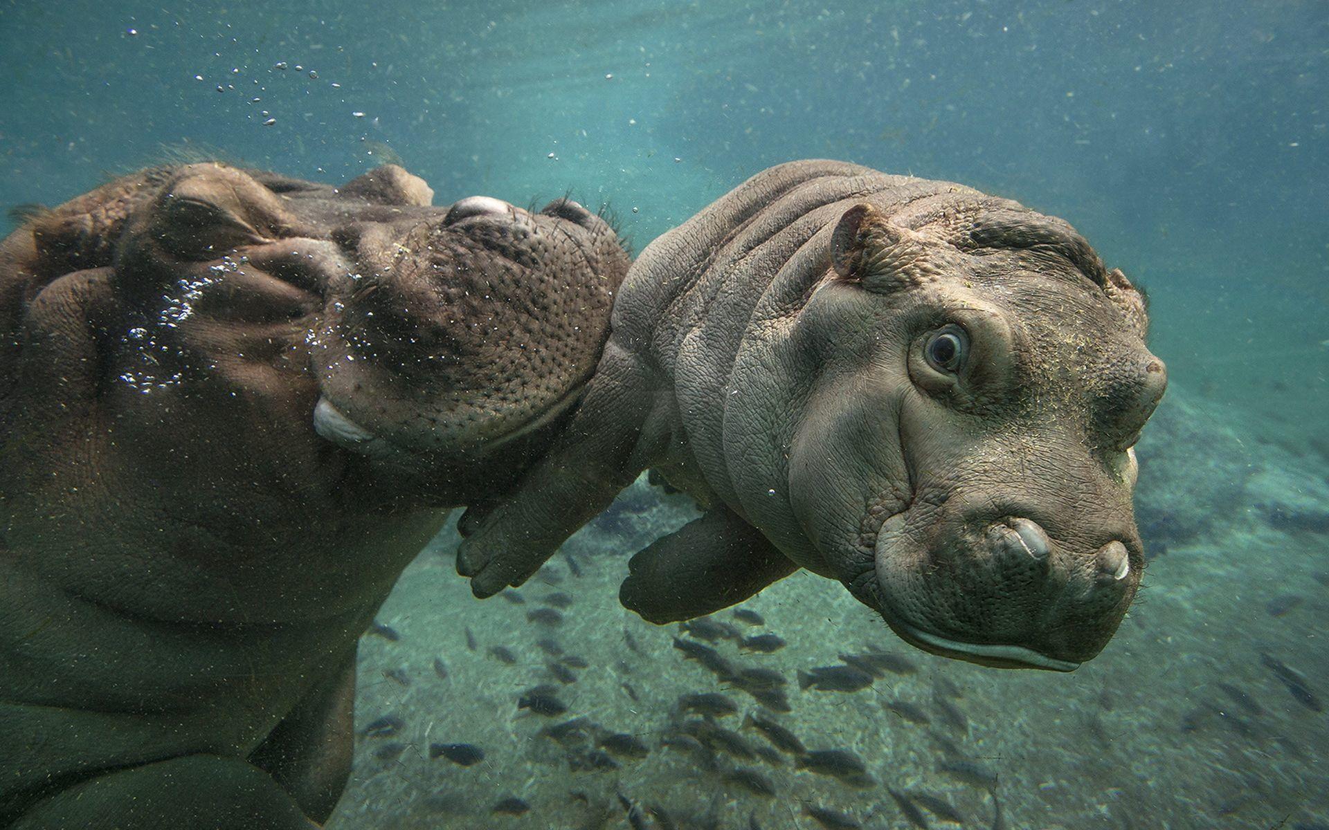 1920x1200 Hippo HD Wallpaper Background For Free Download, B.SCB Wallpaper
