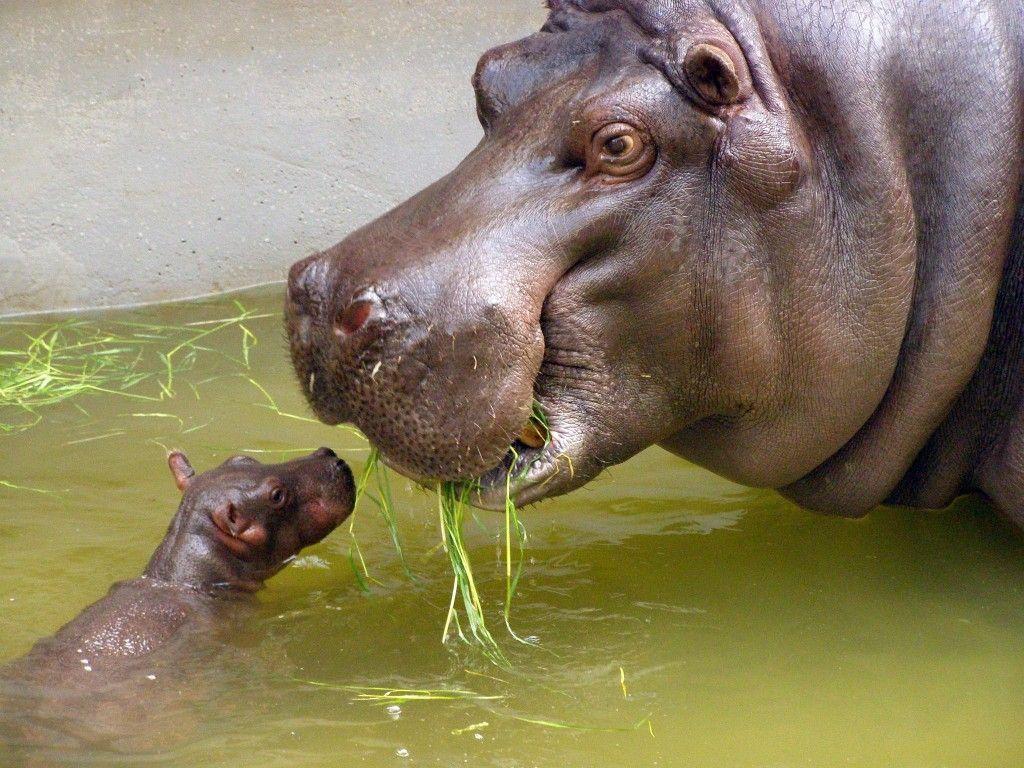 1024x768 Hippos!. My FavoriteThings. Baby hippo, Animal