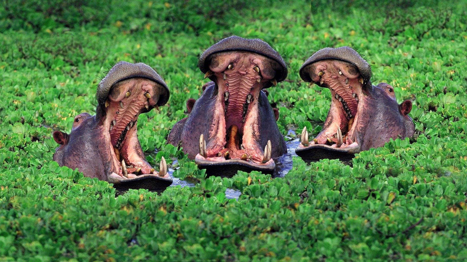 1920x1080 Baby Hippo Wallpaper, Baby Hippo Image Galleries,. NM.CP Wallpaper