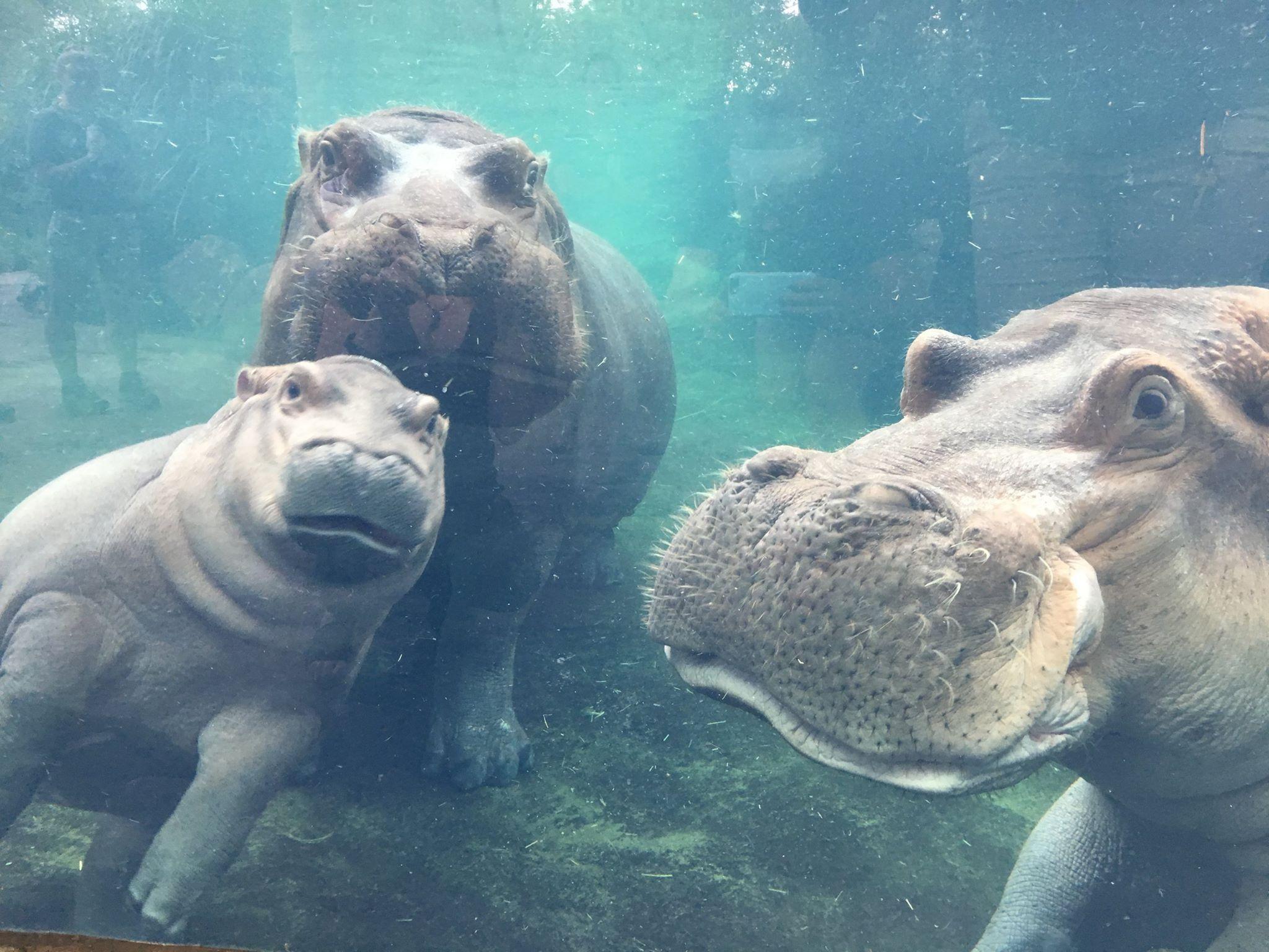 2048x1536 Fiona the baby hippo photobombs her family reunion. MNN