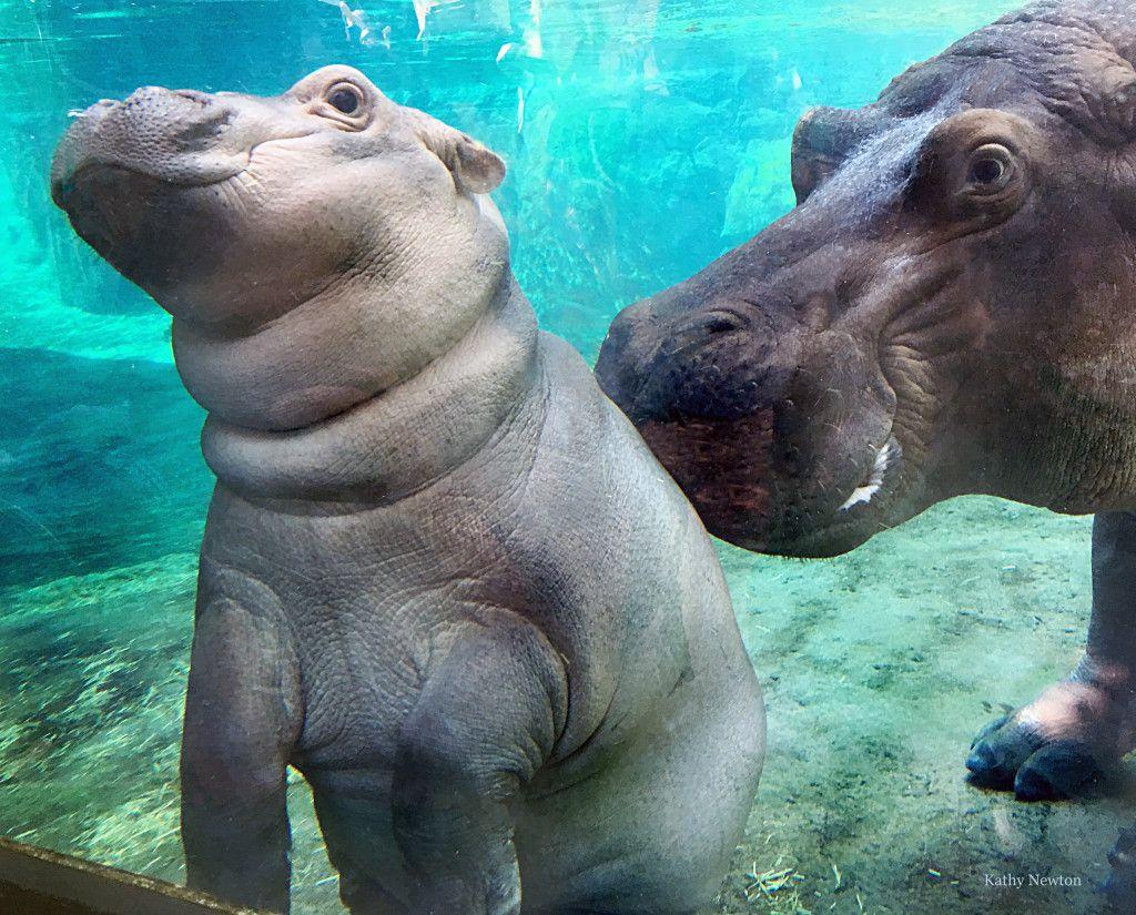 Baby Hippo Wallpapers Top Free Baby Hippo Backgrounds Wallpaperaccess