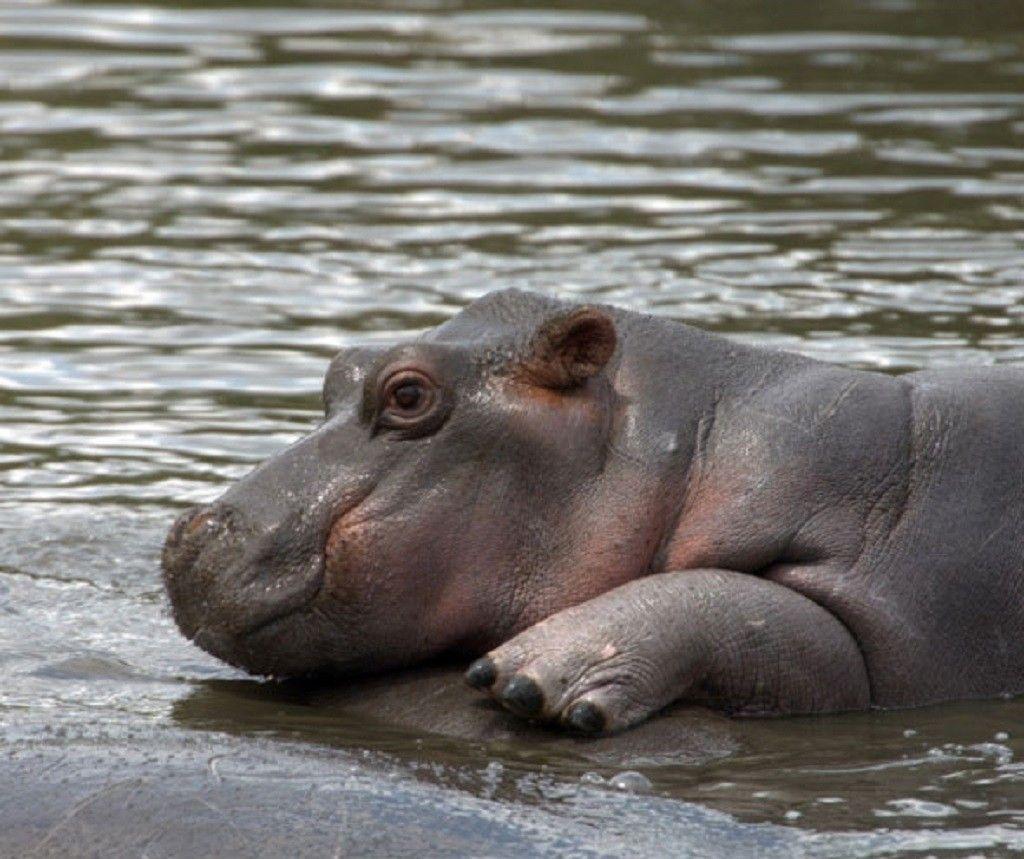 1024x859 Wallpaper Tagged With Hippo: Mama Animals Hippo Mom Hippopotamus
