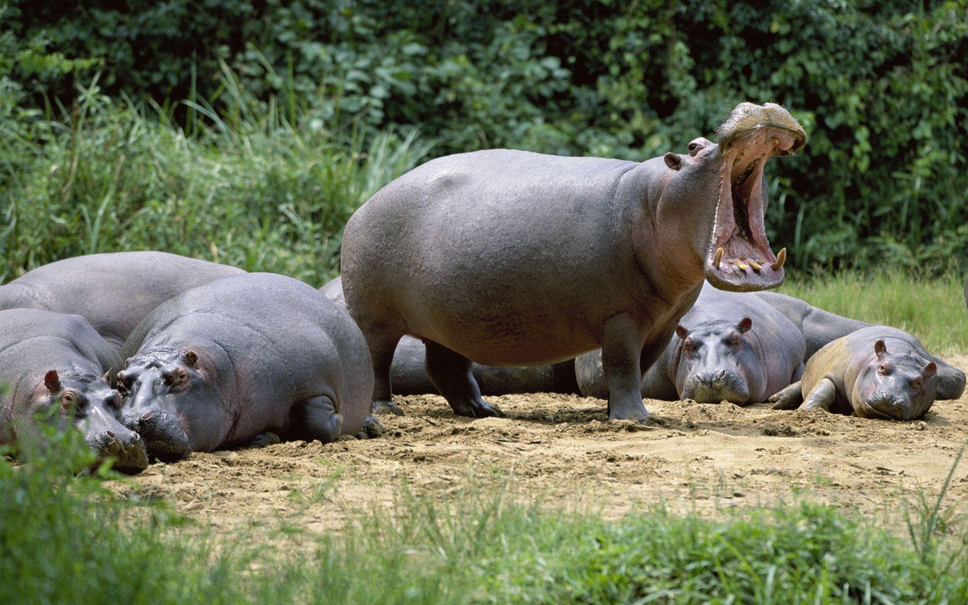 1920x1200 Hippopotamus Wallpaper