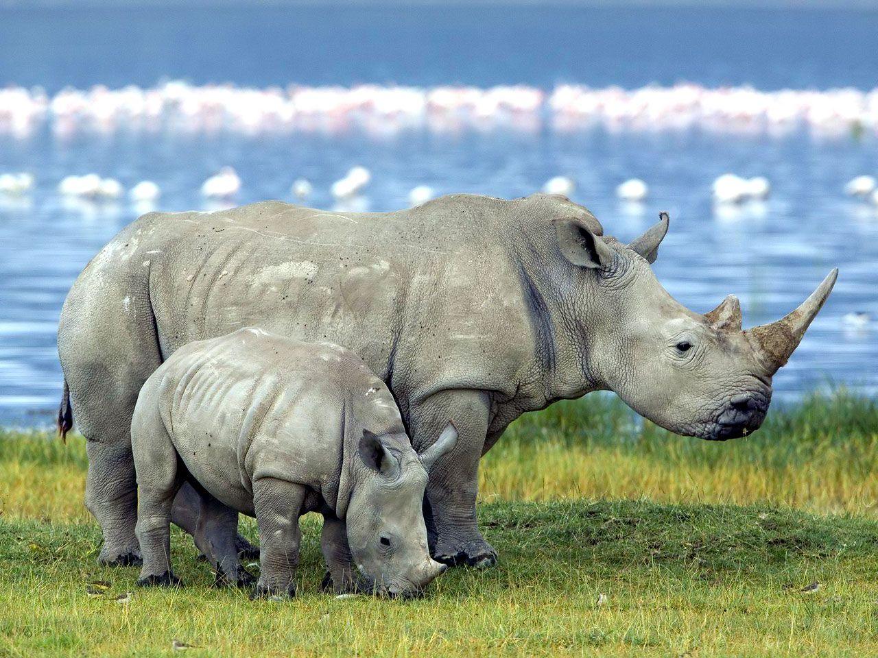 1280x960 Rhino Wallpaper Big Rhino Picture Gallery