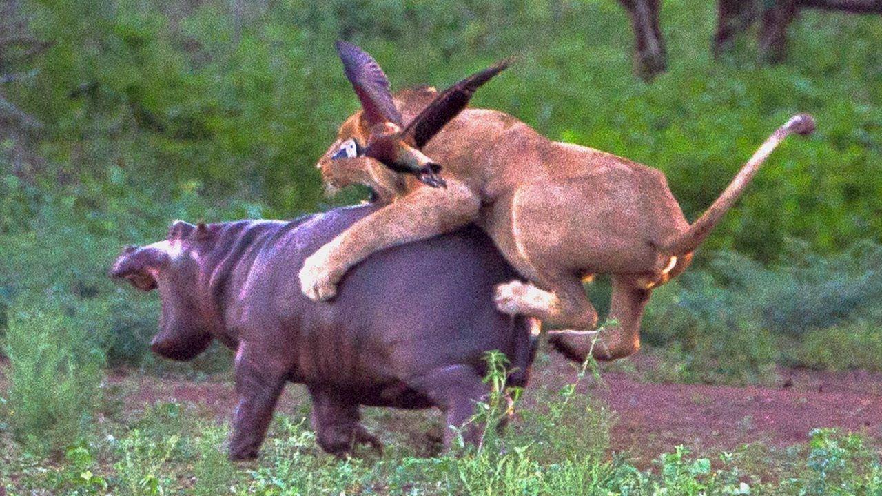 1280x720 Picture Of A Hippo ×720