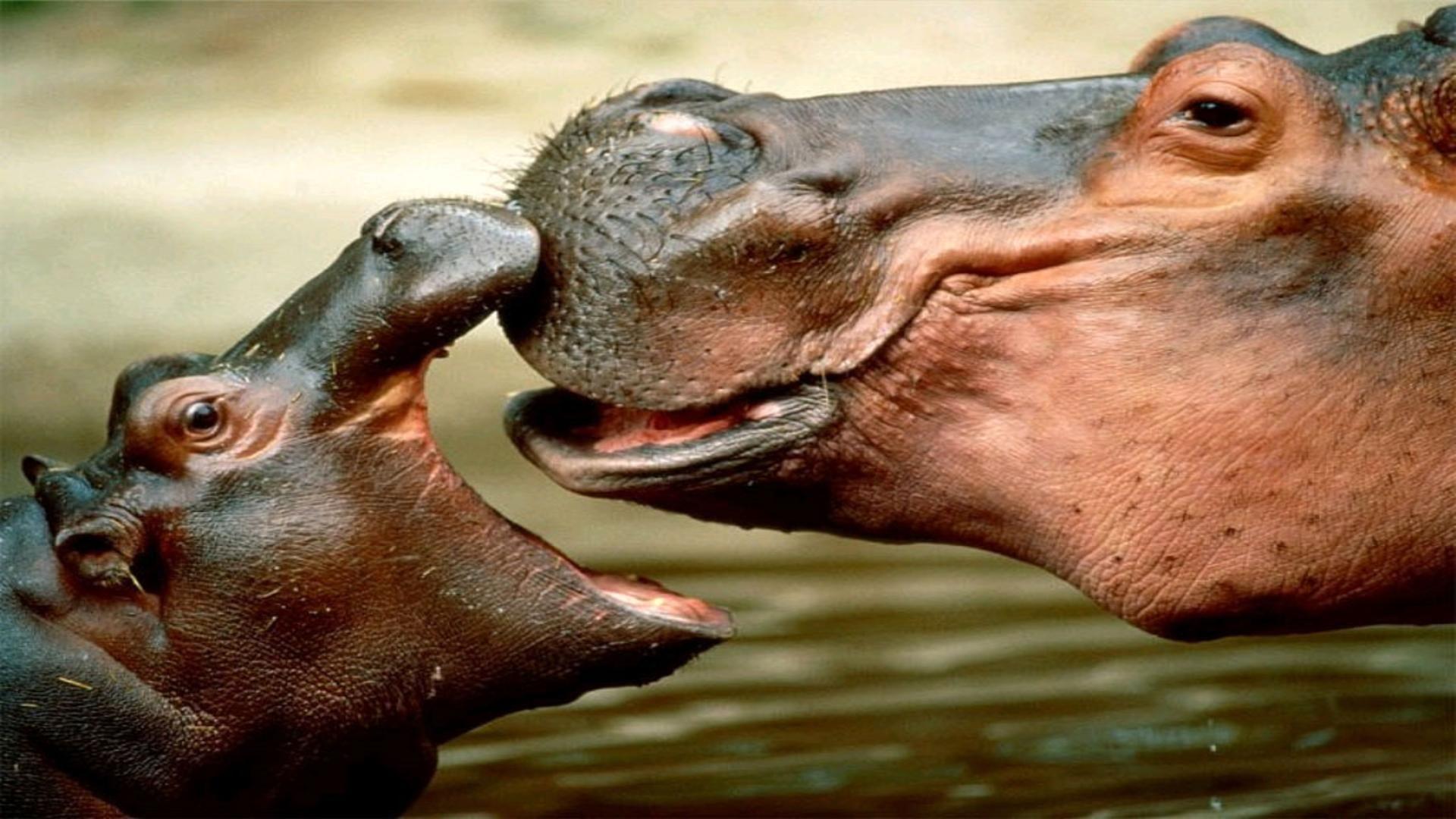 1920x1080 HDR Animals Background wallpaperx1080