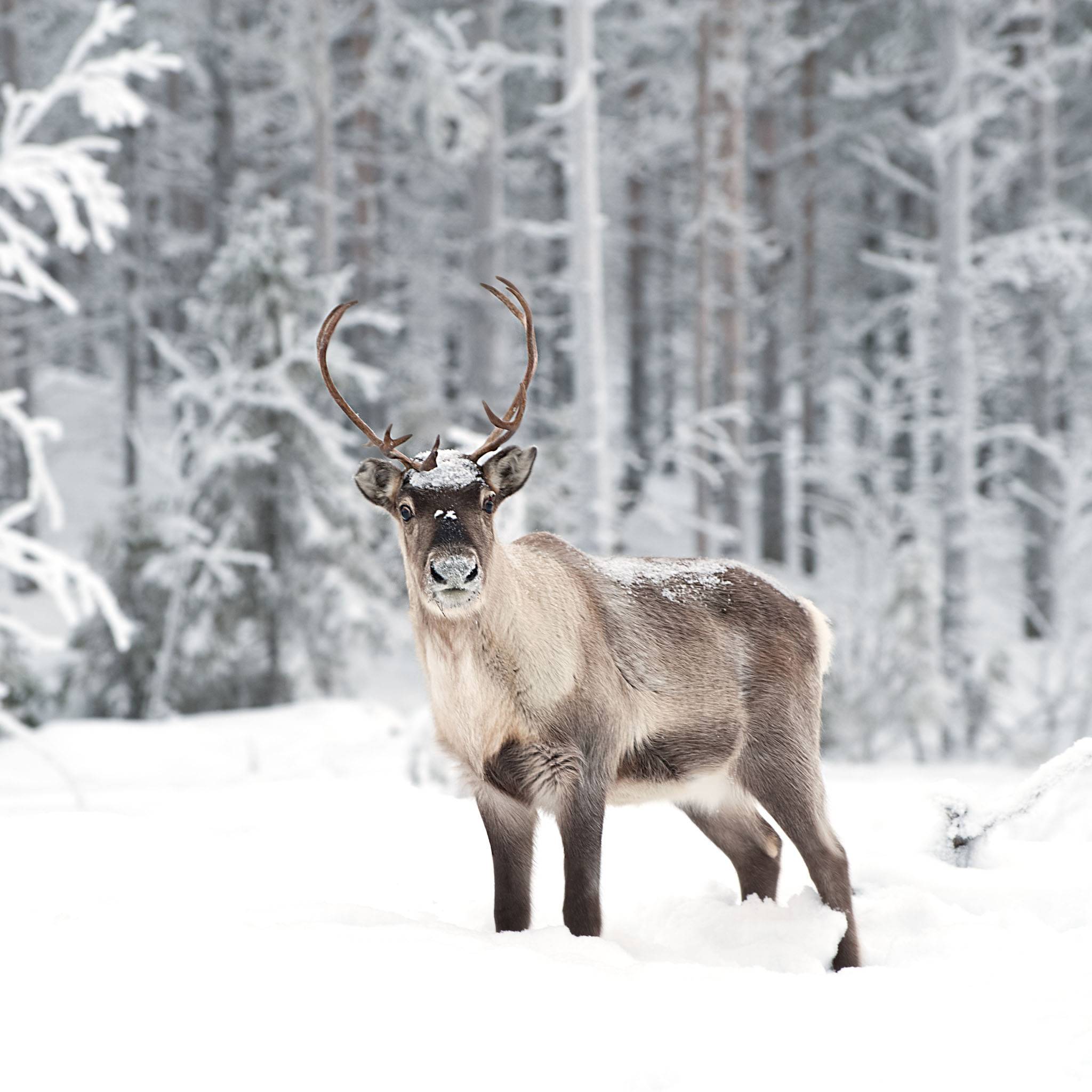 Desktop Wallpaper Reindeer Animal Young Deer Horns Hd Image Picture  Background 79y7se