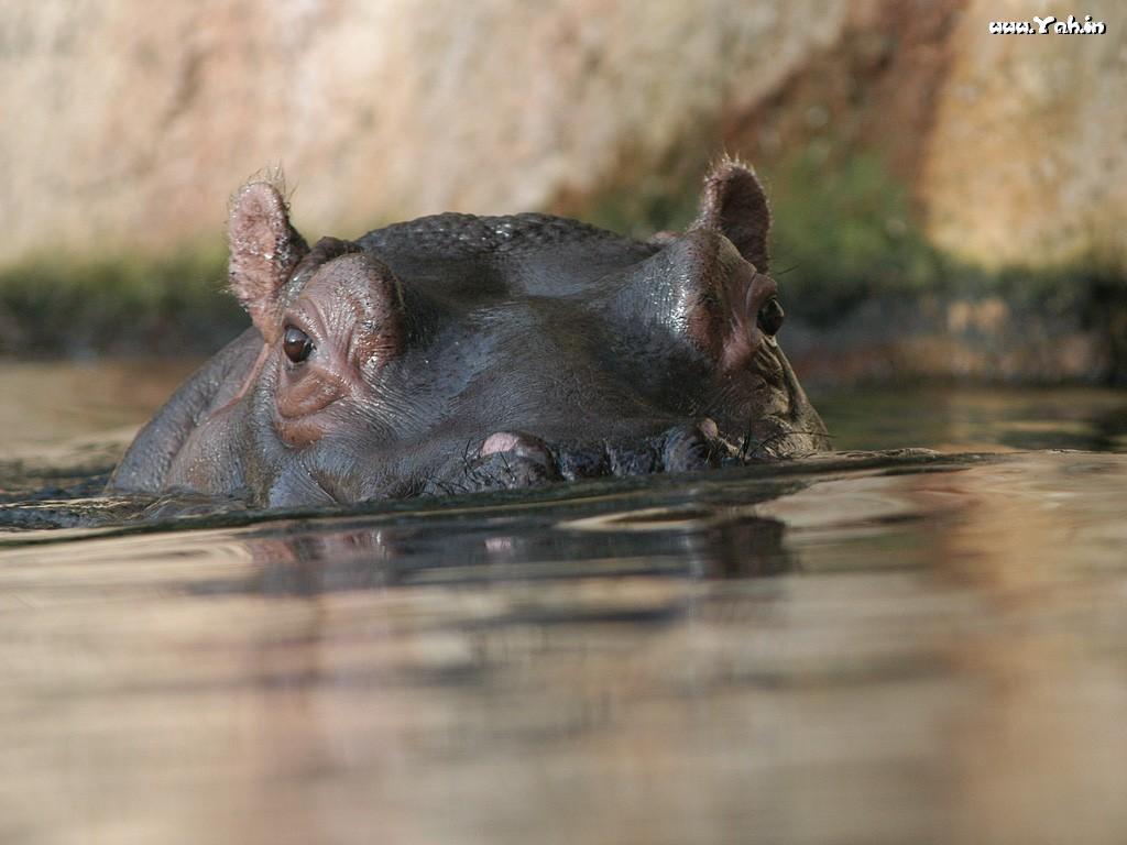 1024x768 image of Cute Hippo Wallpaper - #FAN