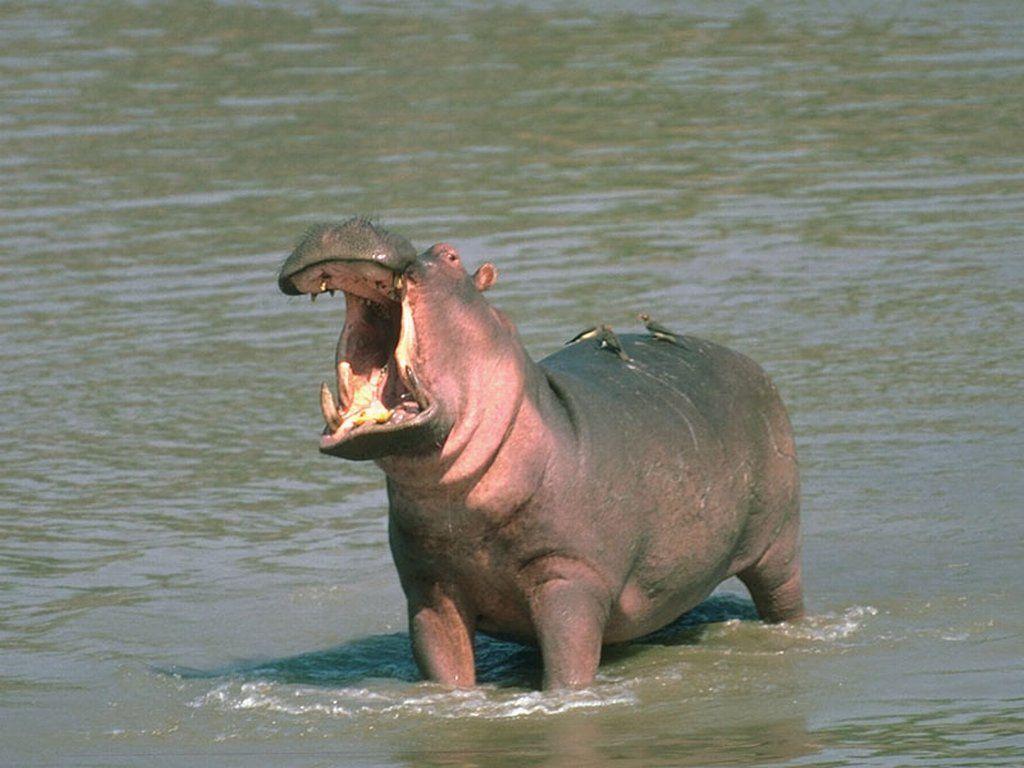 Baby Hippo Wallpapers Top Free Baby Hippo Backgrounds Wallpaperaccess