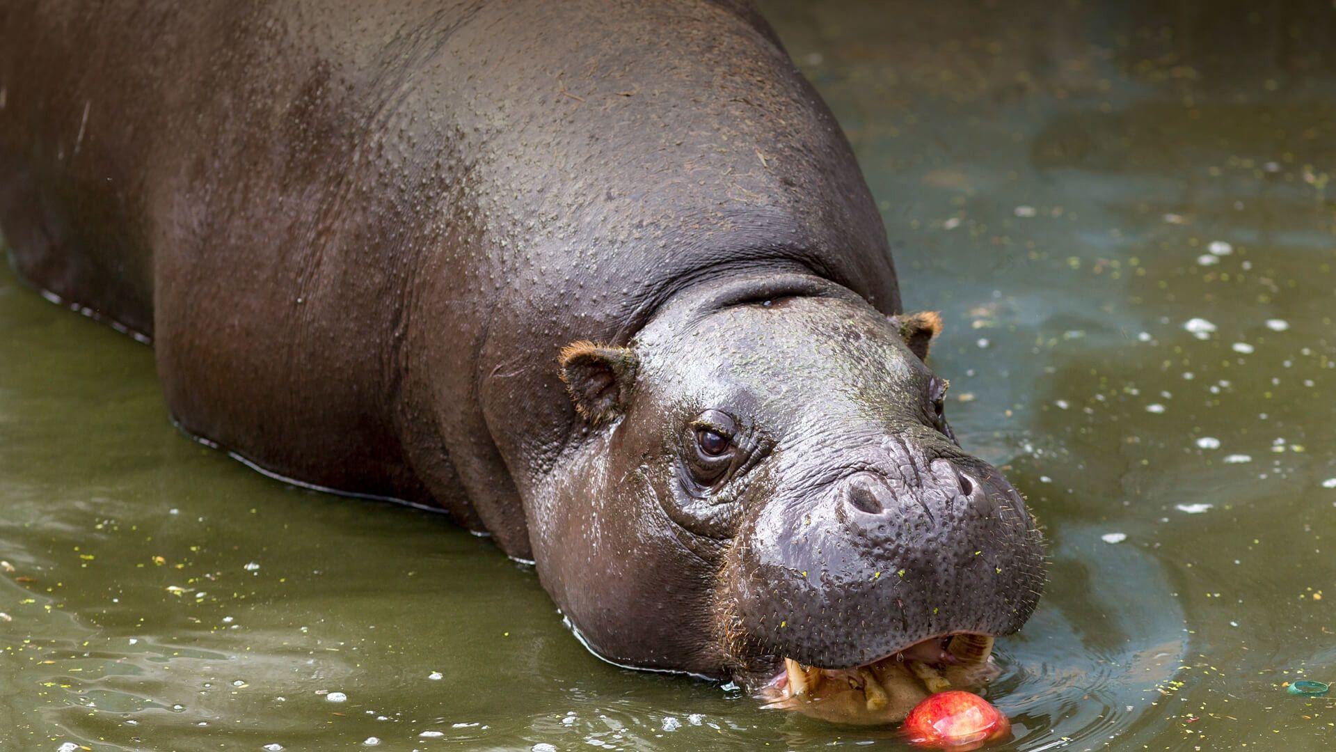 Baby Hippo Wallpapers - Top Free Baby Hippo Backgrounds - WallpaperAccess