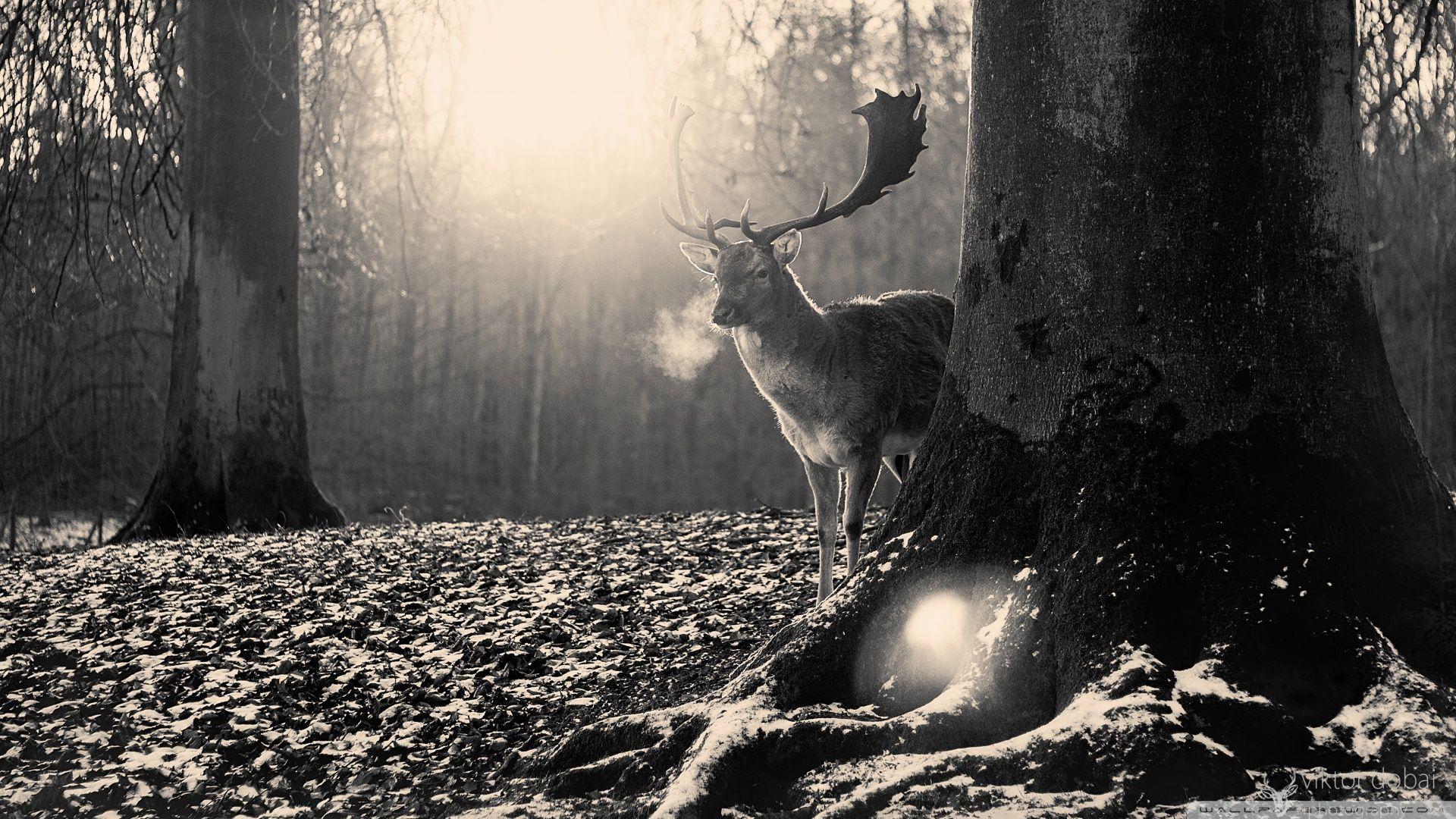 1920x1080 Vintage reindeer [Wallpaper]