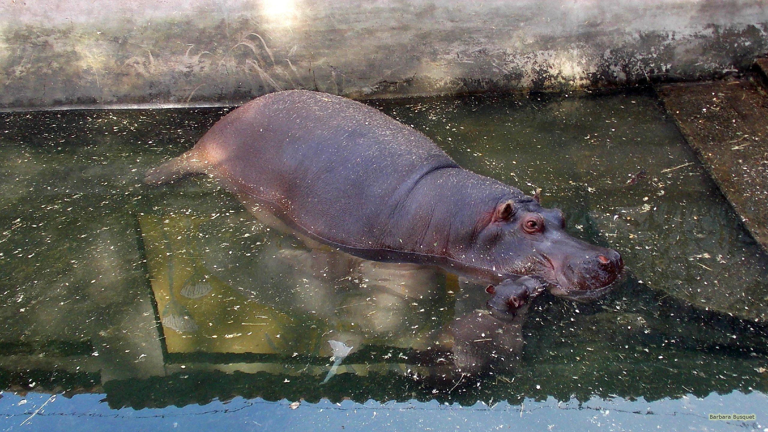 2560x1440 HD Hippo Wallpaper HD Wallpaper