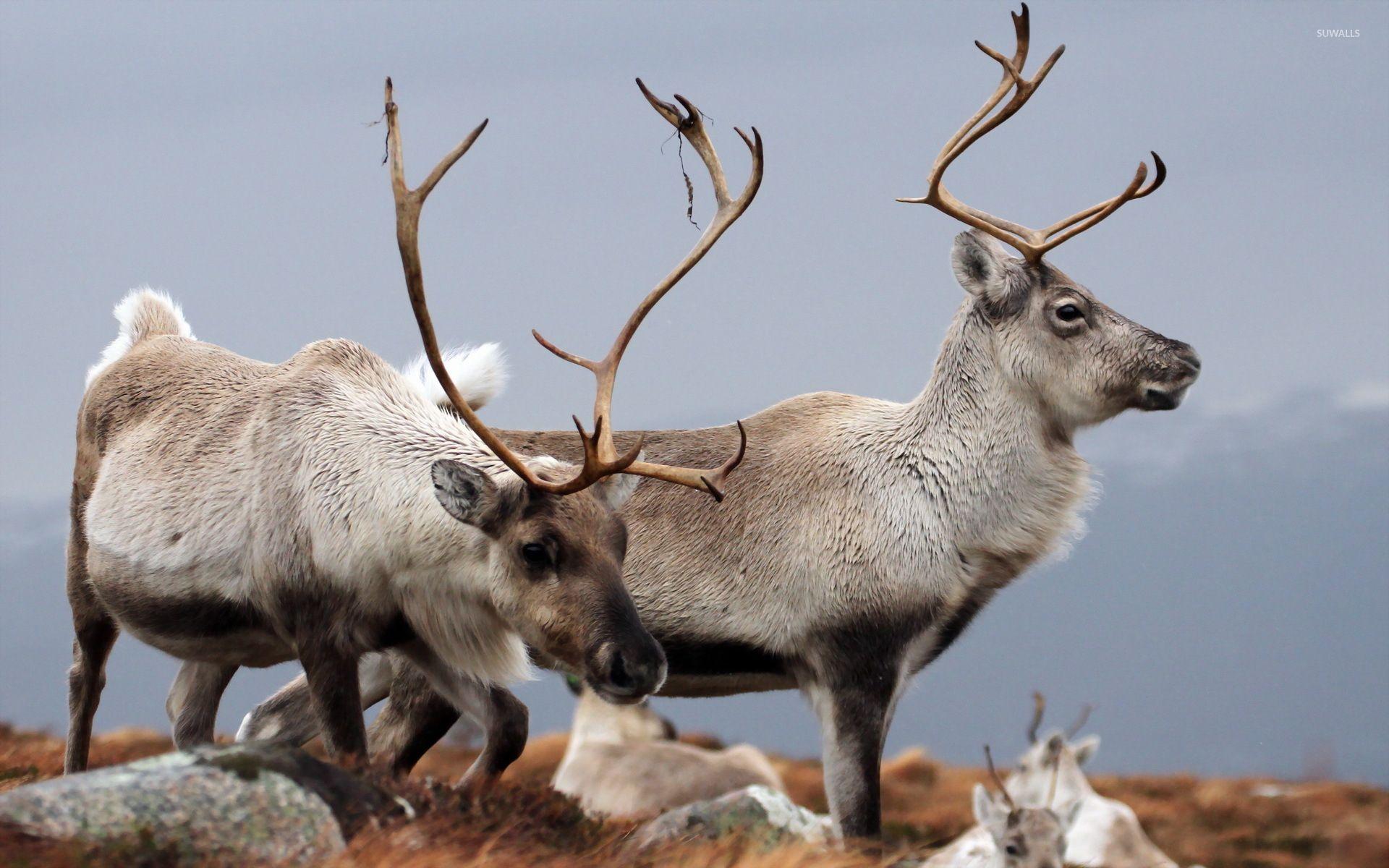 1920x1200 Reindeer Wallpaper 3 X 1200