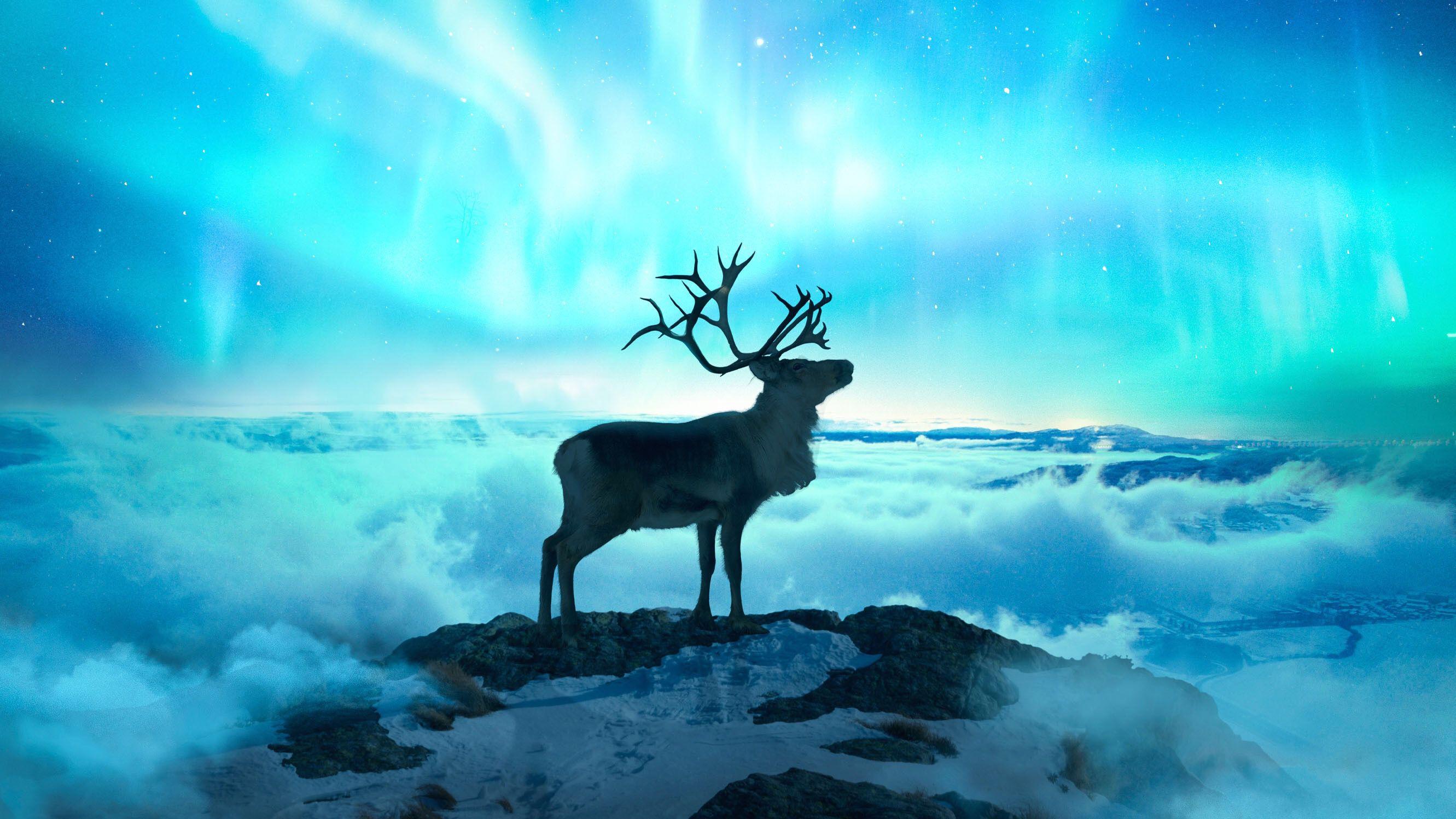 Reindeer Wallpapers - Top Free Reindeer Backgrounds - WallpaperAccess