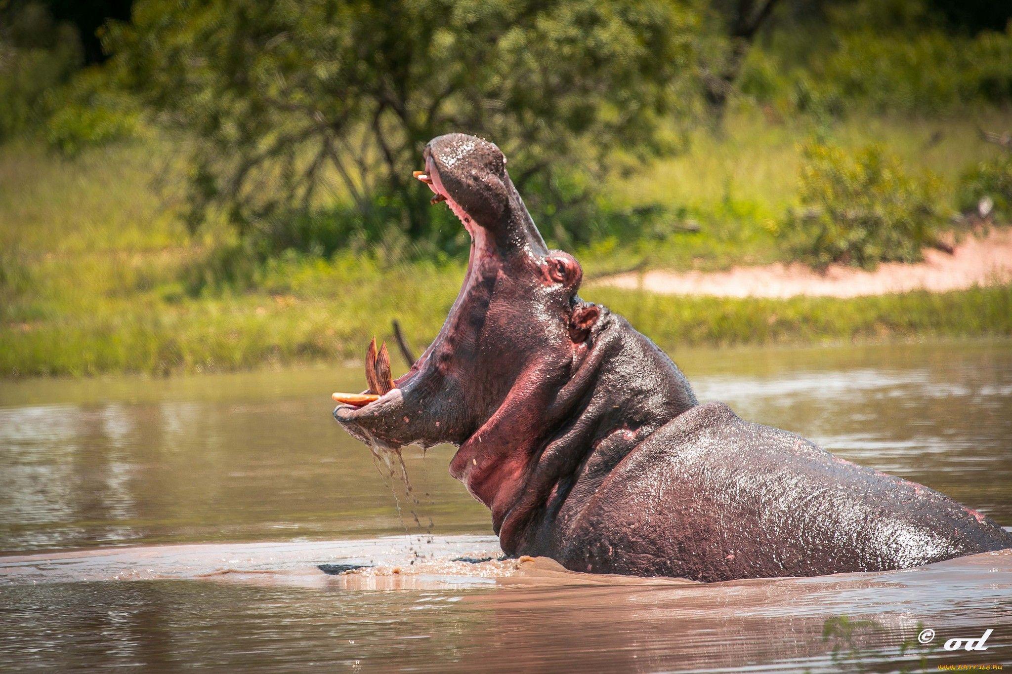 2048x1365 Hippo Full HD Wallpaper and Background Imagex1365