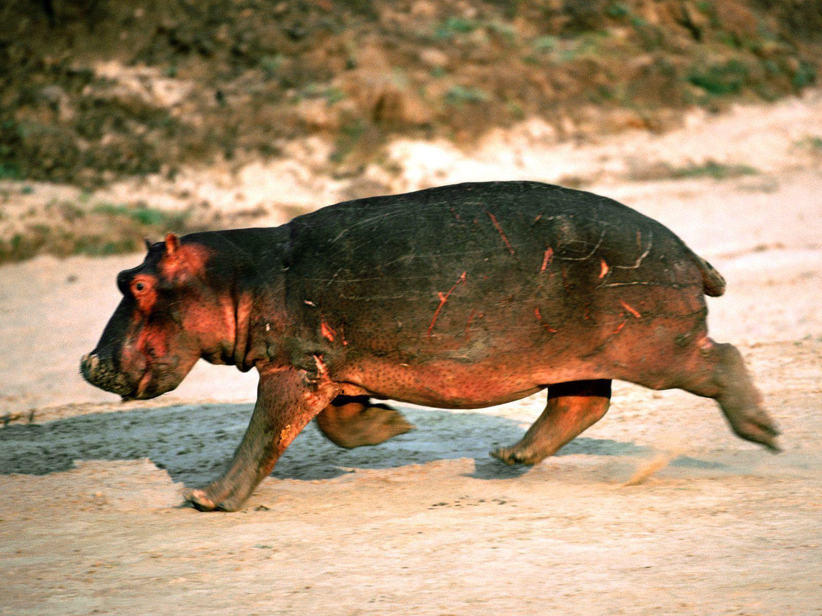 1600x1200 Name:Cute Animal Baby Hippopotamus Running On Rock