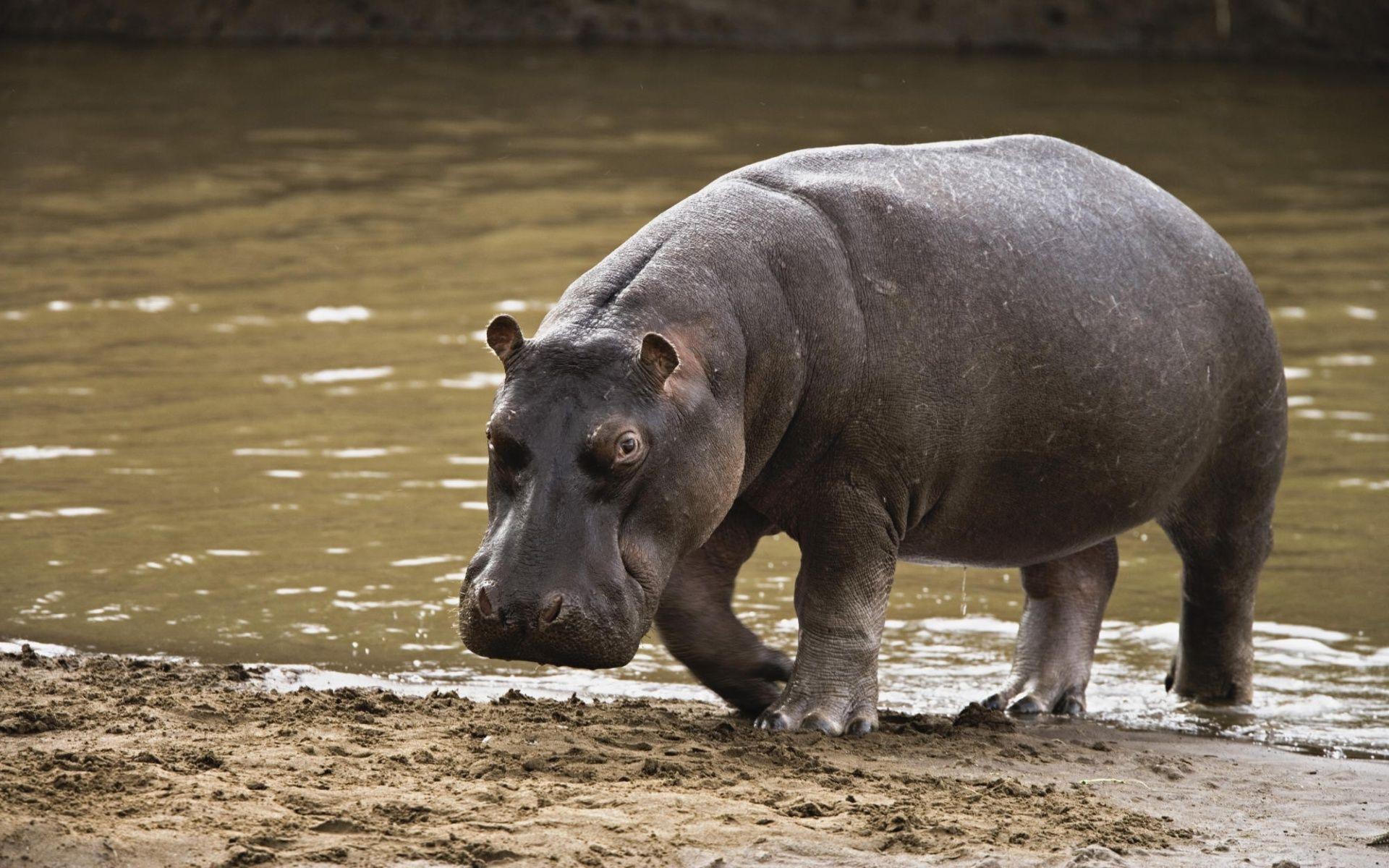 1920x1200 Picture Of A Hippopotamus