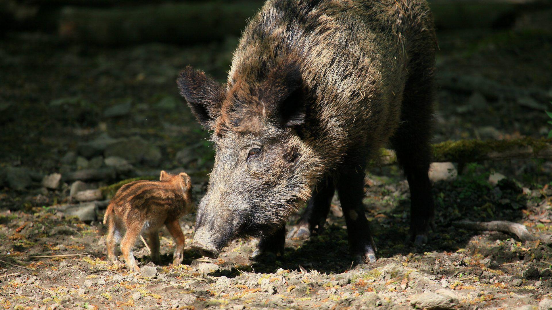 1920x1080 Baby Tag wallpaper: Hippo Tanzania Animals Baby