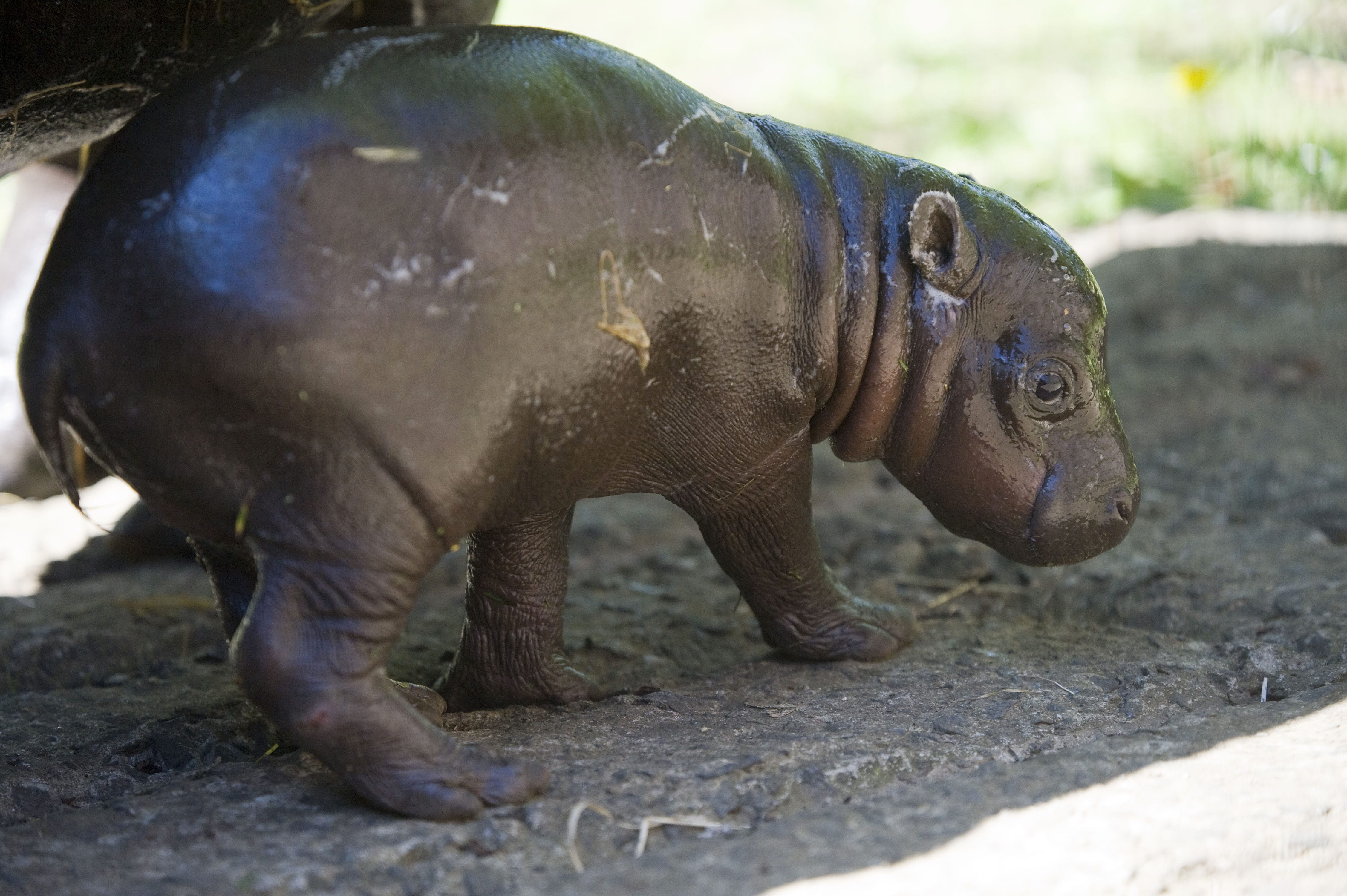4508x3000 Pygmy hippopotamus HD Desktop