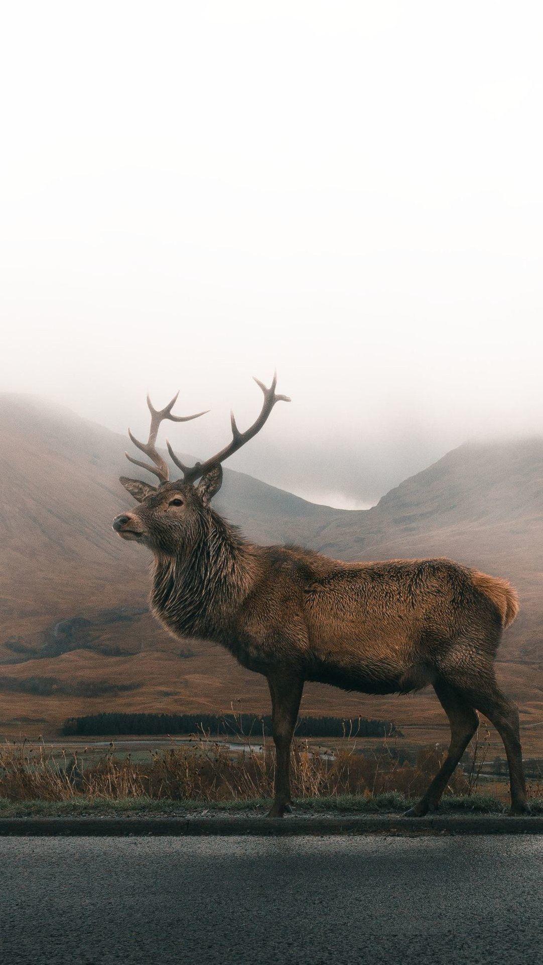 1082x1922 Reindeer 4K Wallpaper ID on Animals Wallpaper