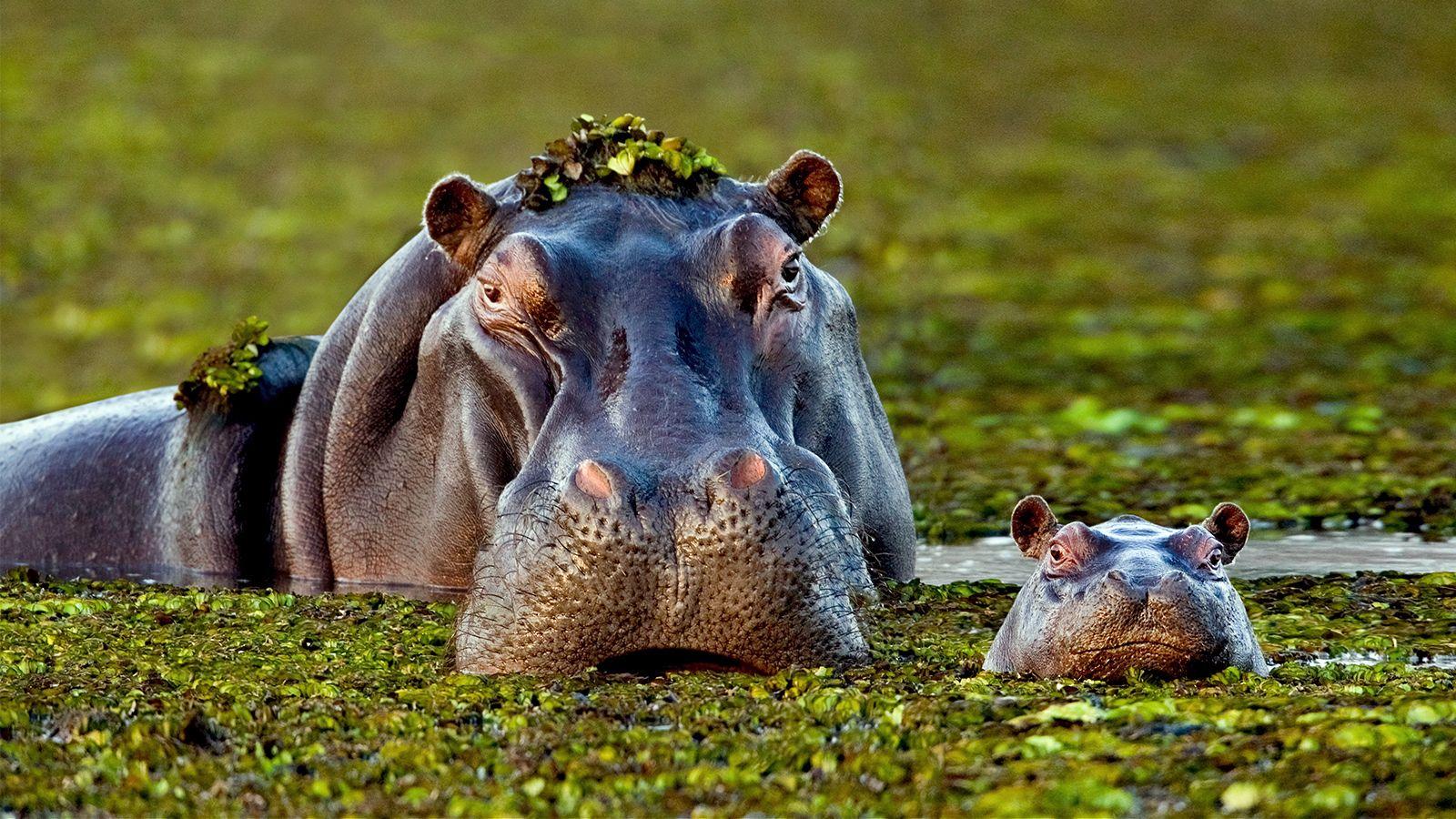 Маленький бегемотик. Hippopotamus amphibius. Удивительный мир животных. Детеныш бегемота. Бегемот в природе.