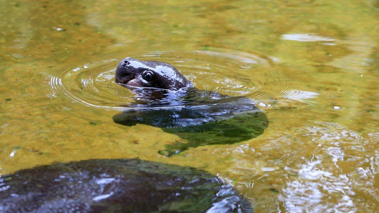 1280x720 Picture Of Baby Hippos • Lazer Horse