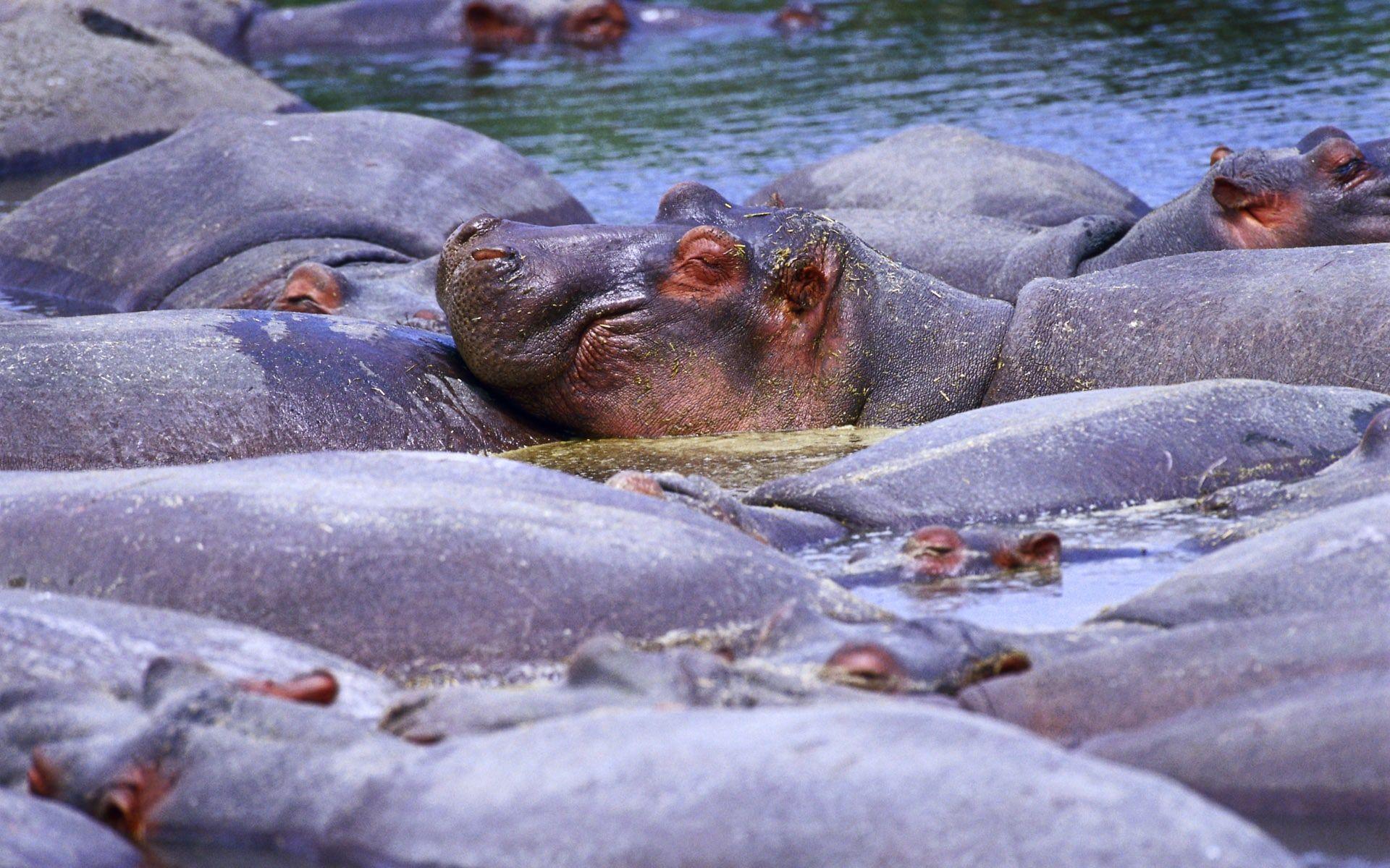 1920x1200 Cute Baby Hippo River Wallpaper CoolWallpaper.site
