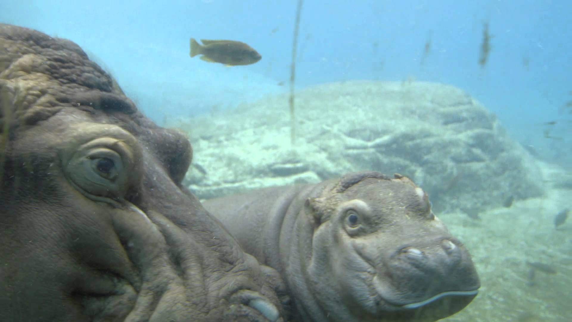 1920x1080 Baby hippo take a swim. Swimmer's Daily