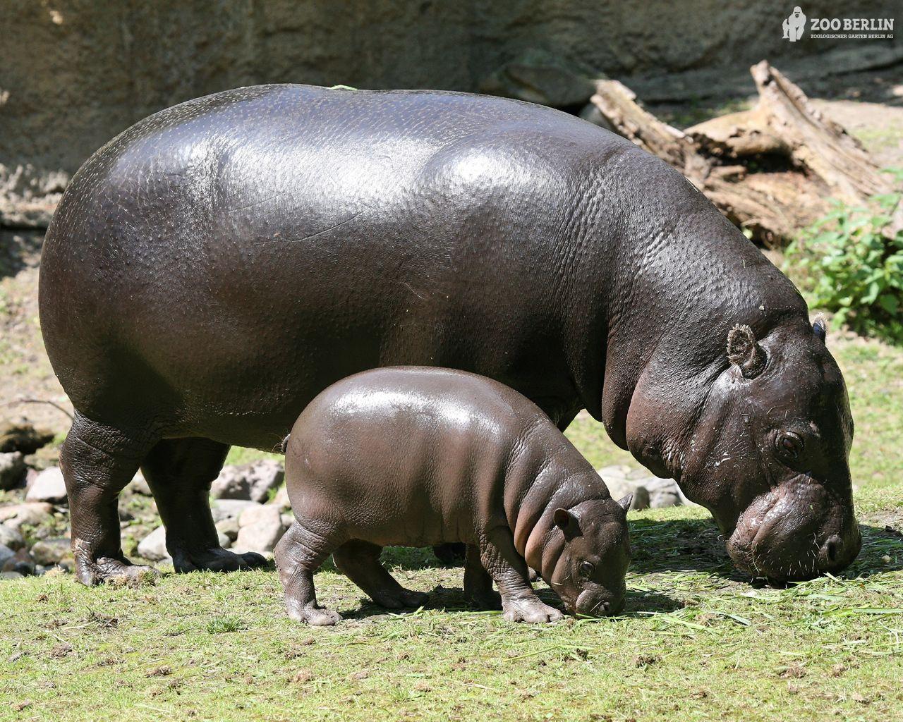 1280x1024 Hippopotamus and a Baby Cub # 1280x1024. All For Desktop