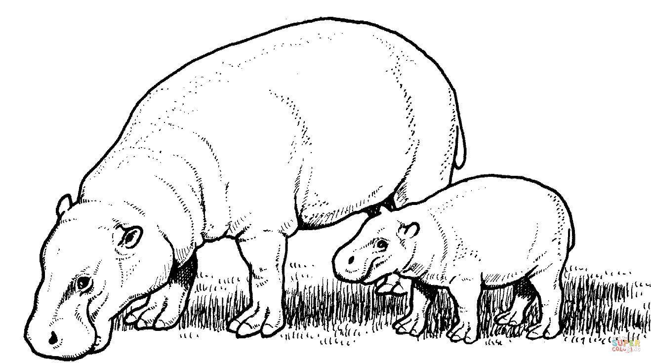 1318x735 Hippo With Wallpaper HD Desktop