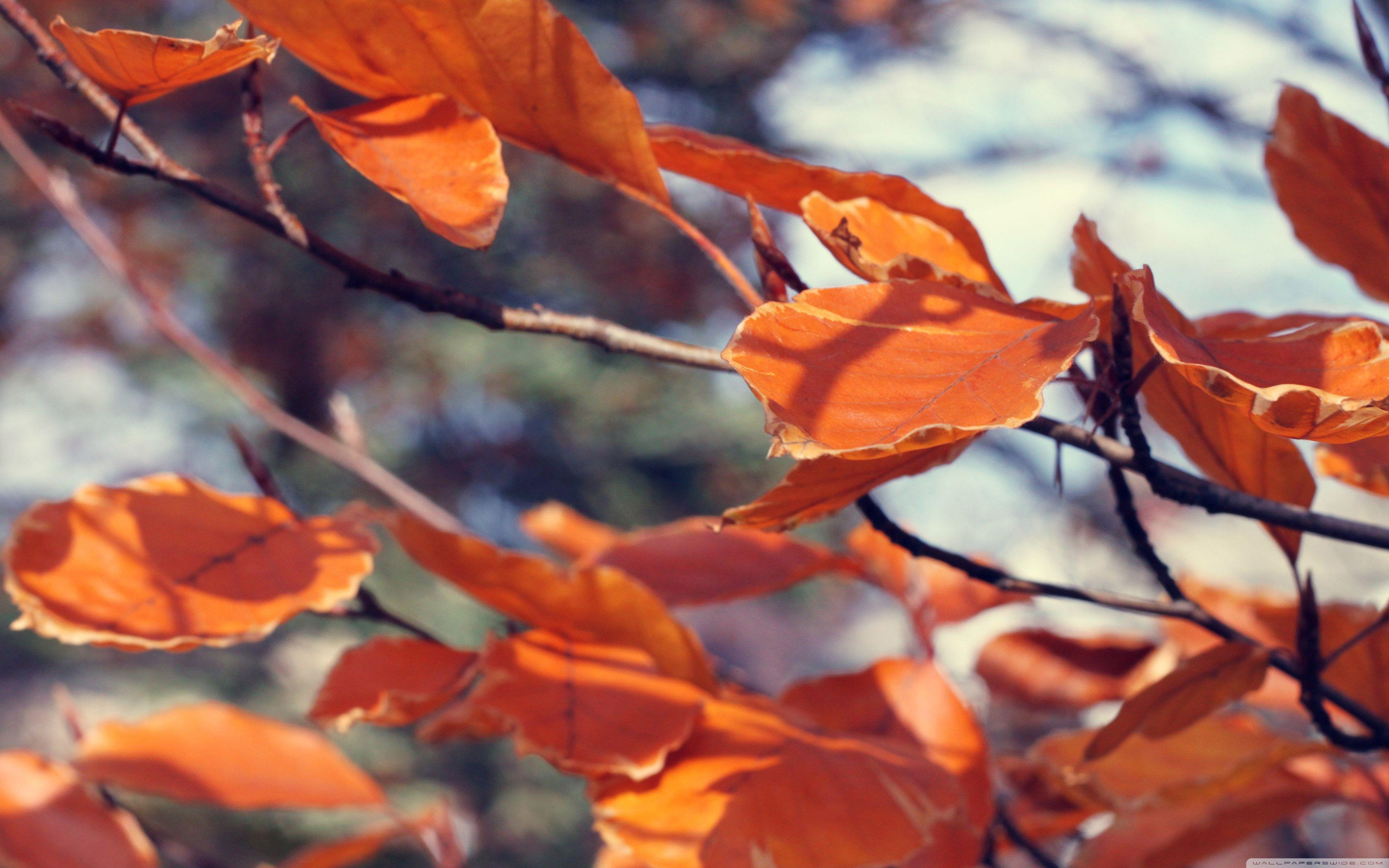3840x2400 November ❤ 4K HD Desktop Wallpaper for 4K Ultra HD TV