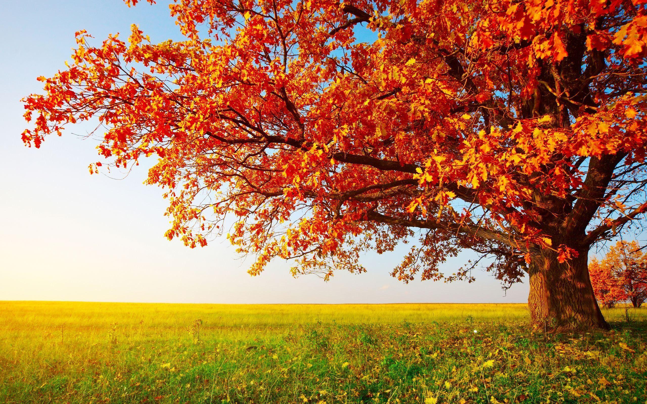 2560x1600 November wallpaper