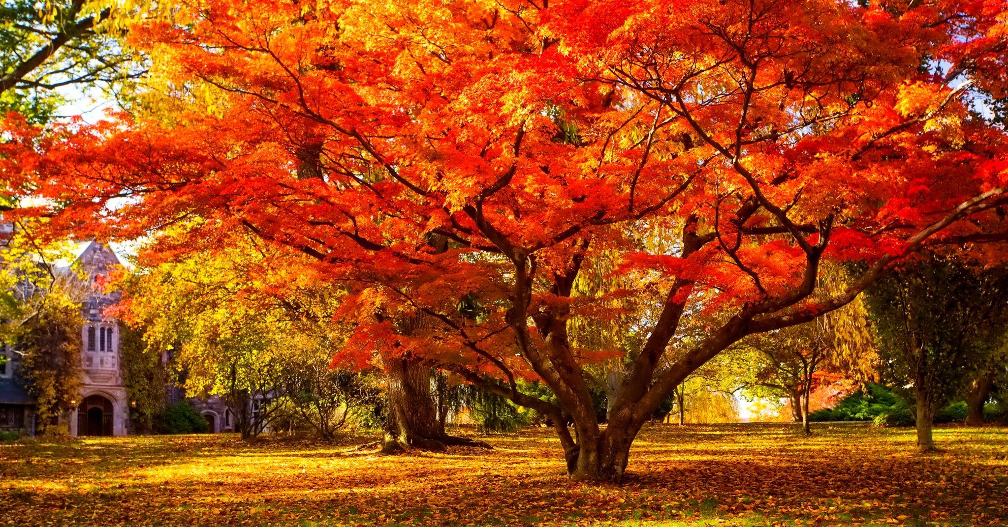 November Autumn Wallpapers - Top Free November Autumn Backgrounds