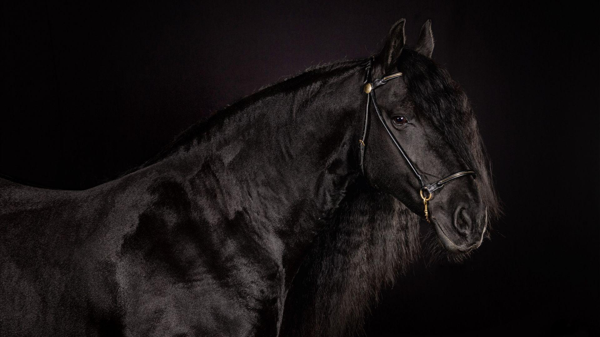 Black Horse Wallpapers - Top Free Black Horse Backgrounds - WallpaperAccess
